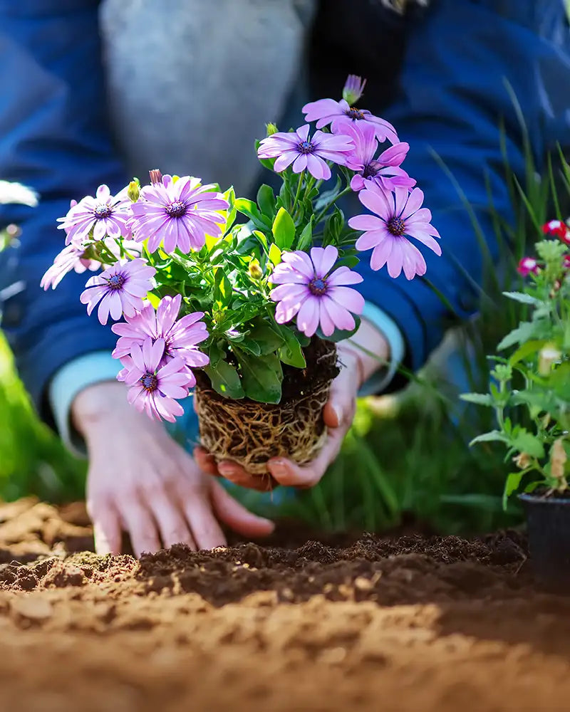 Person planting an annual flowering plant in garden