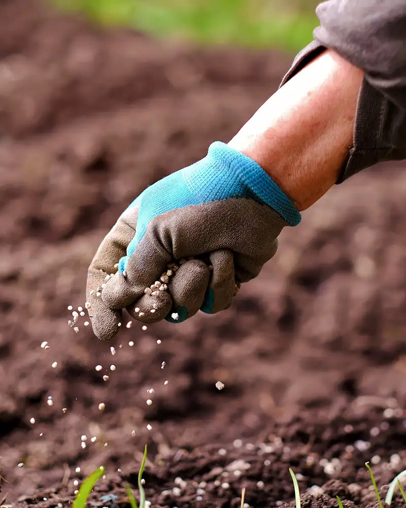 Person wearing gardening gloves spreading granular fertilizer in soil