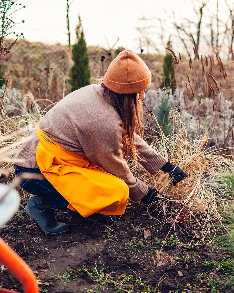 Person wearing warm clothing while pruning dried grasses in garden