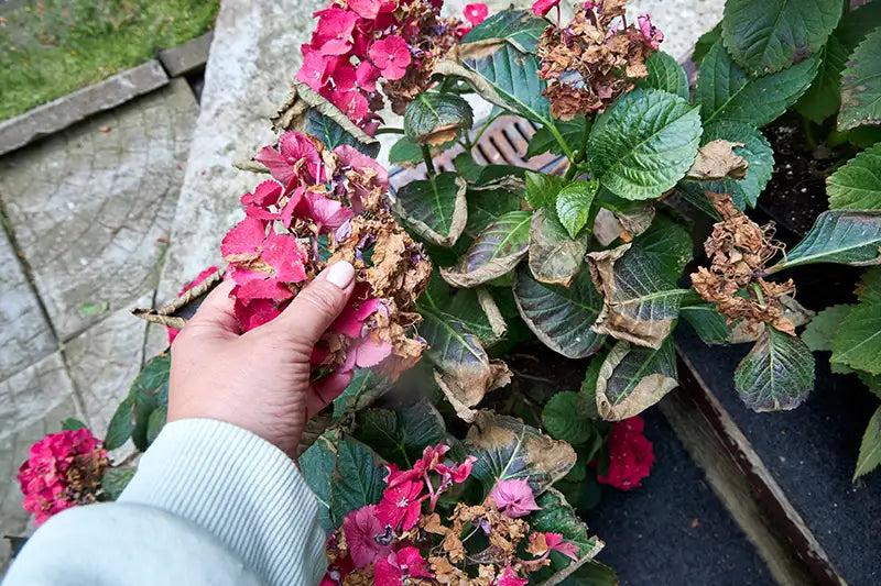 Browning and crisping of the edges of Hydrangea leaves and flowers, with hand holding flower