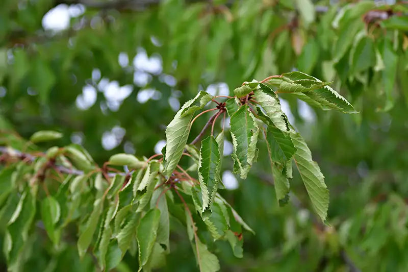 Close up of green leaves of tree curled from lack of water