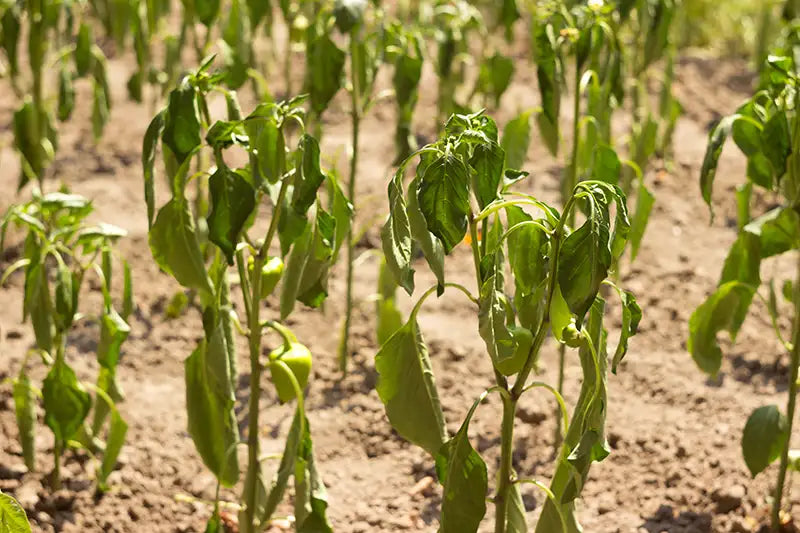 Pepper plants in garden completely wilted from lack of water