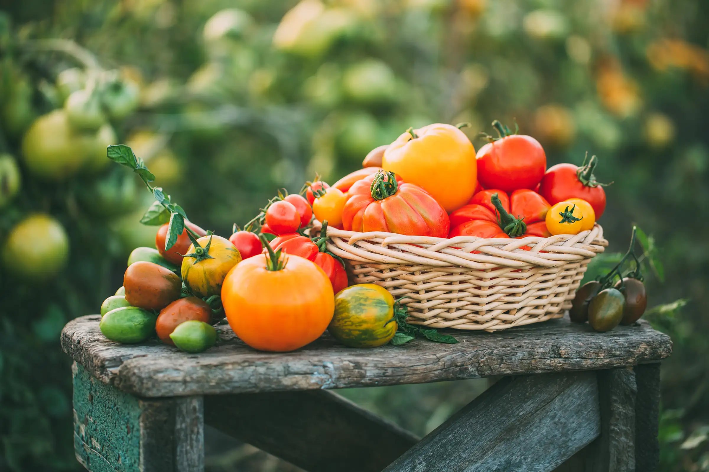 Basket of heirloom tomatoes on a wooden table with a garden background