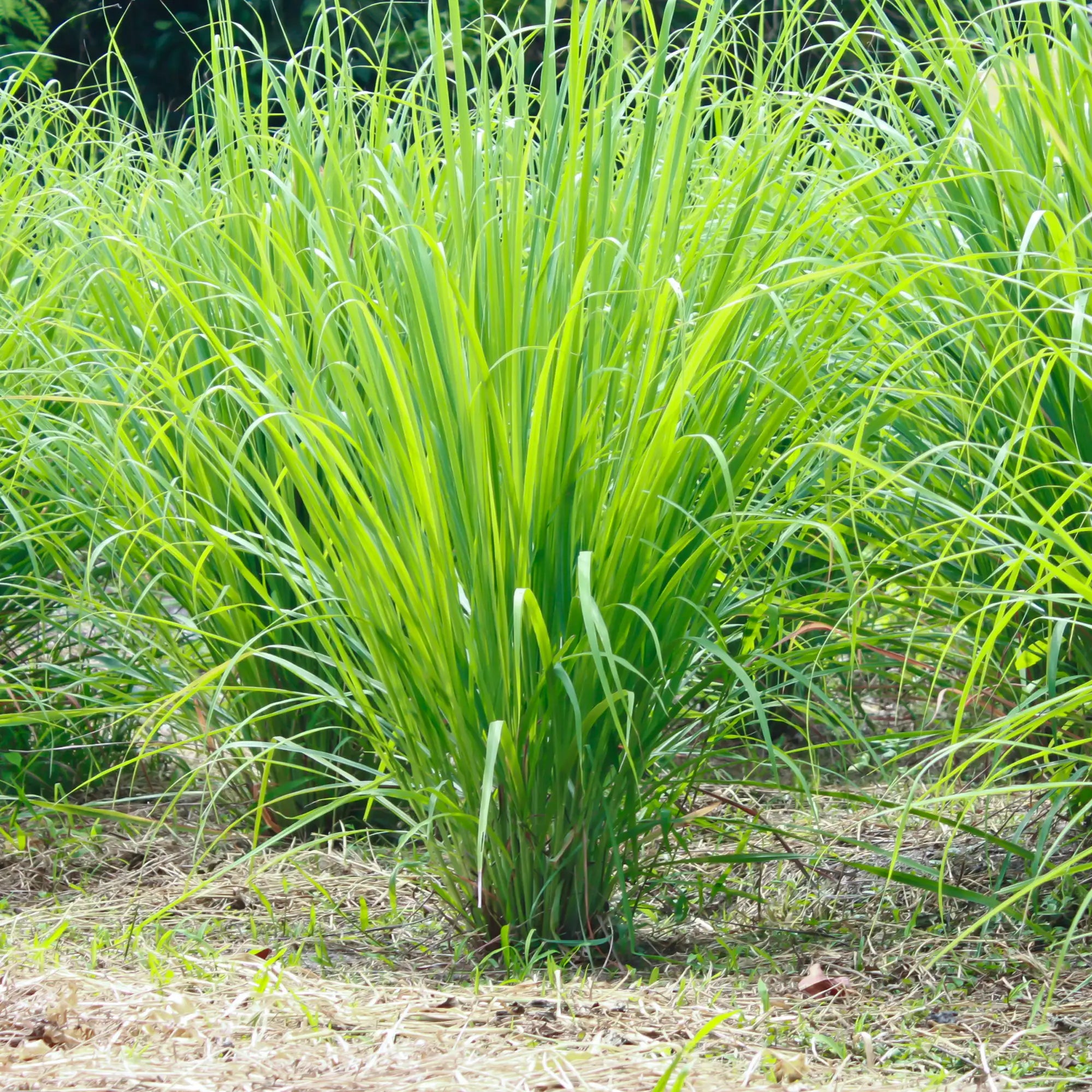 Lemon Grass
