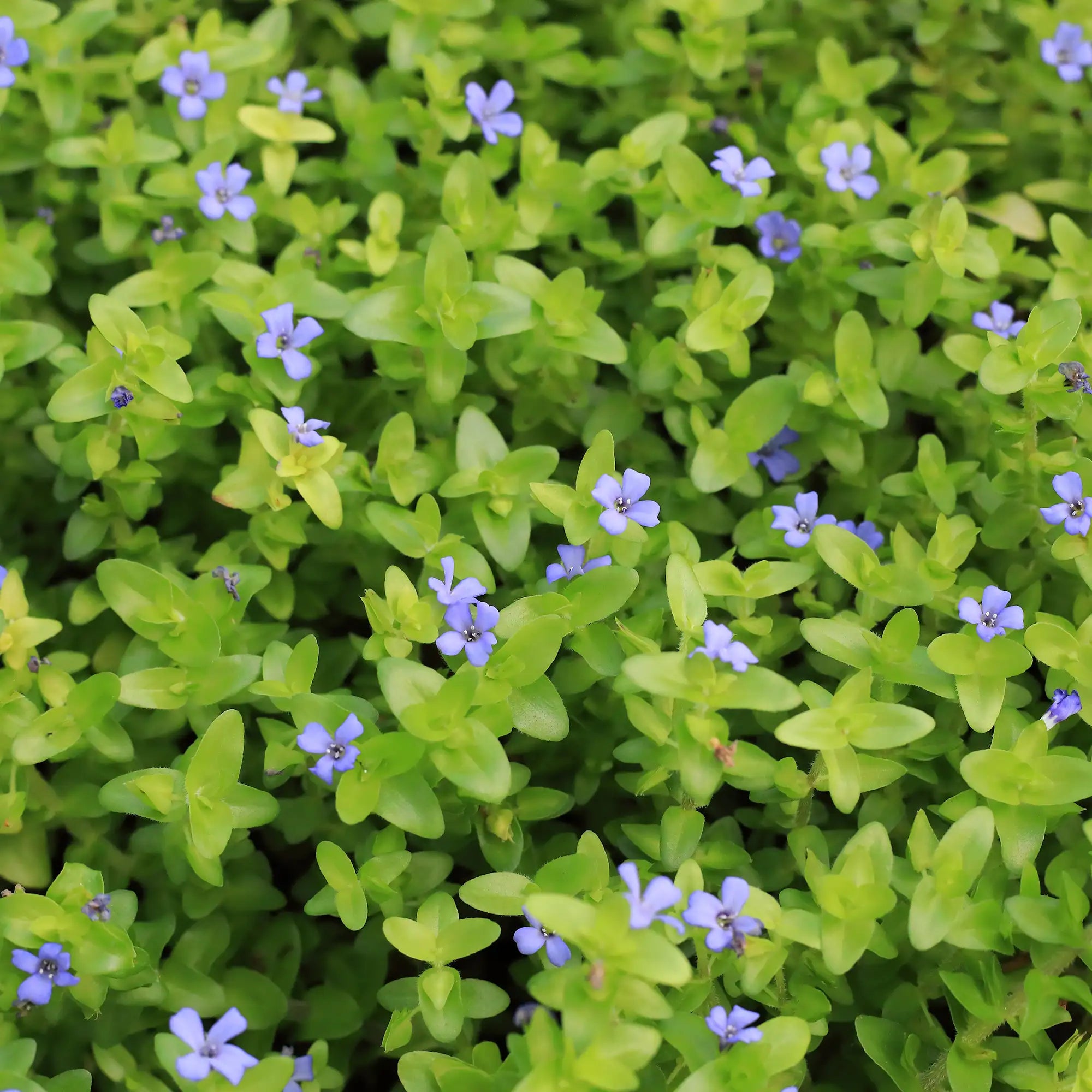 Lemon Bacopa with purple flowers