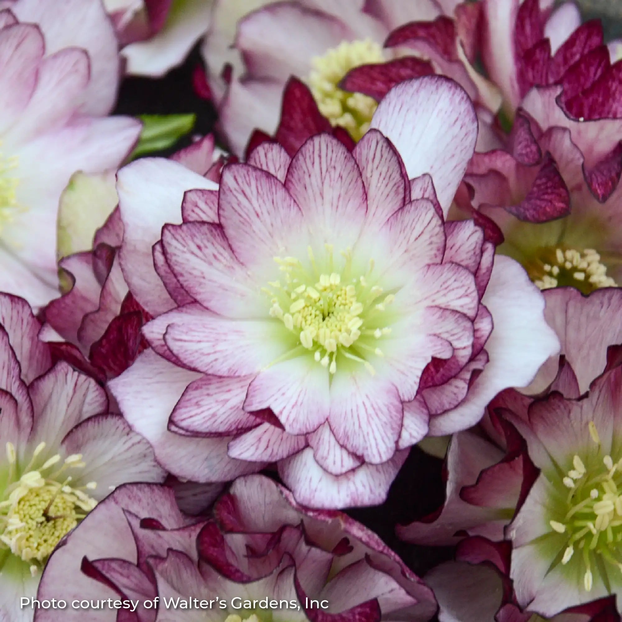 Lenten Rose Wedding Party® 'Blushing Bridesmaid'
