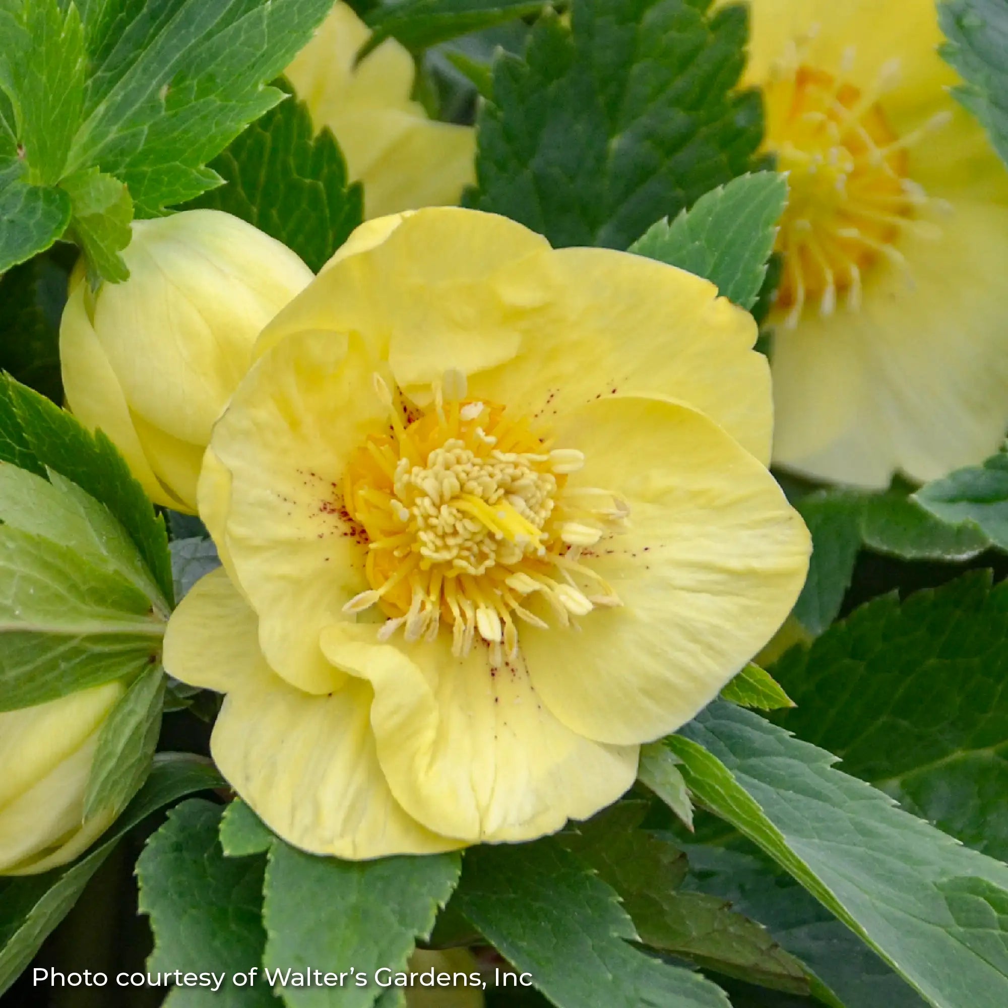 Lenten Rose Honeymoon® 'California Dreaming'
