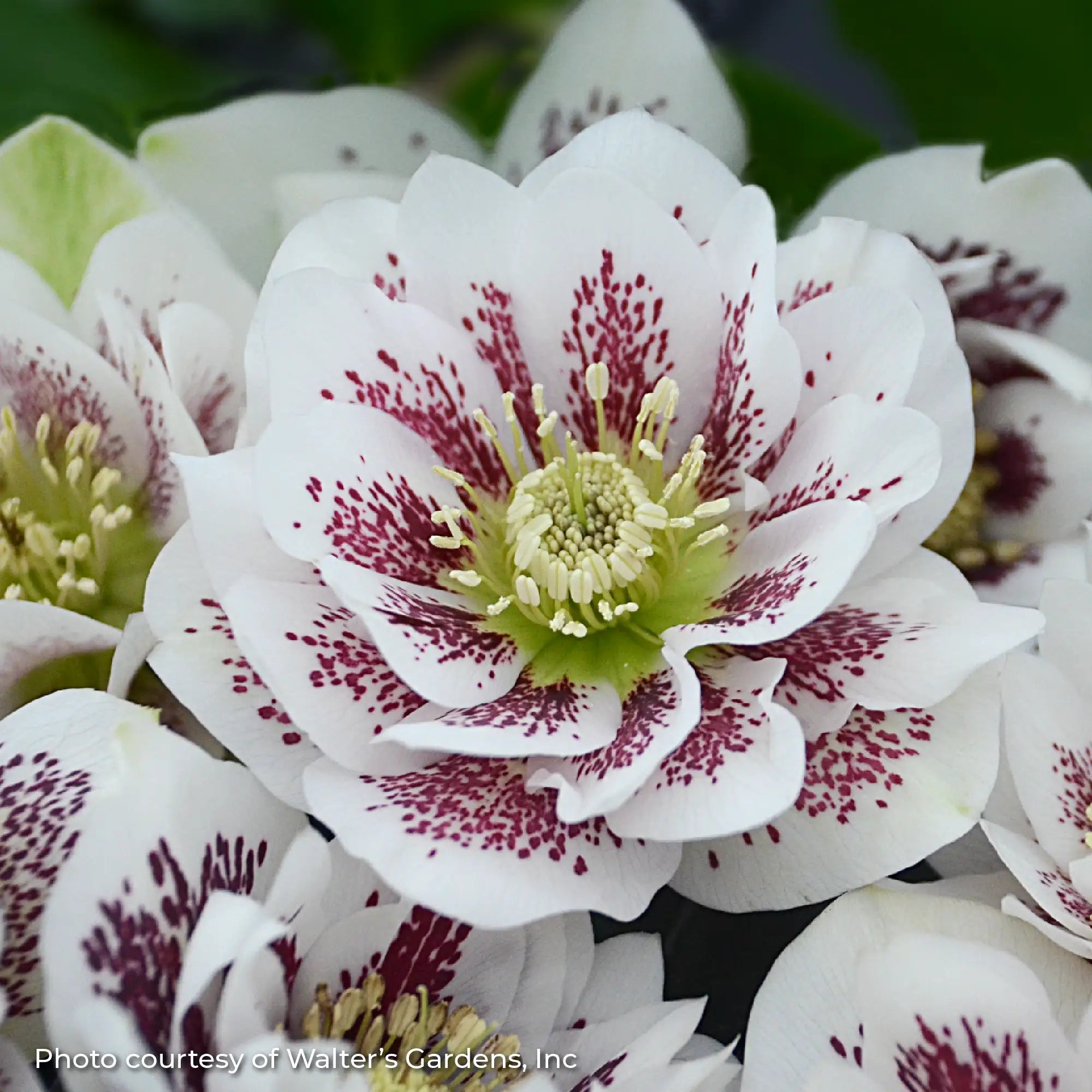 Lenten Rose Wedding Party® 'Confetti Cake'