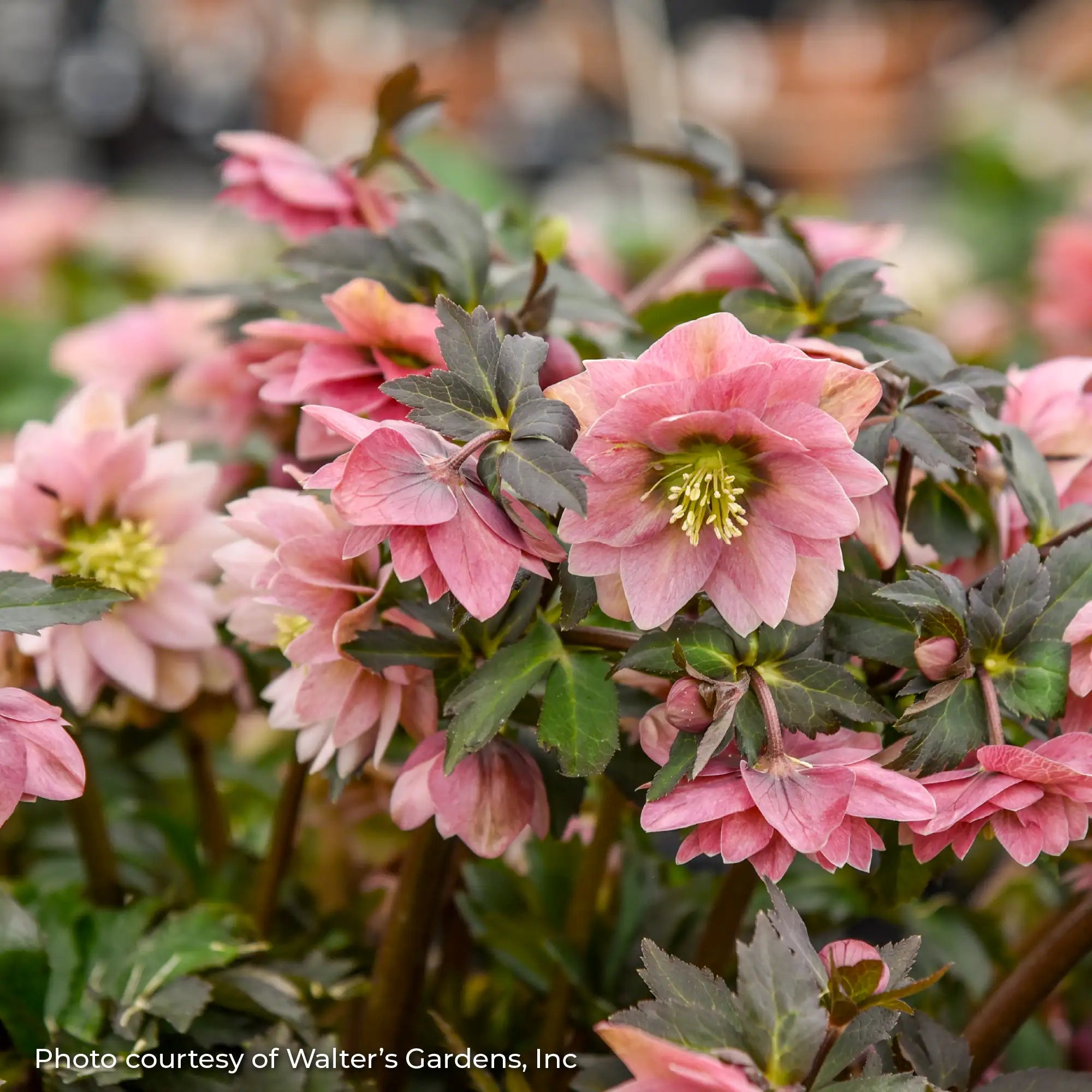 Lenten Rose Wedding Party® 'Mother of the Bride' – Vandermeer Nursery Ltd
