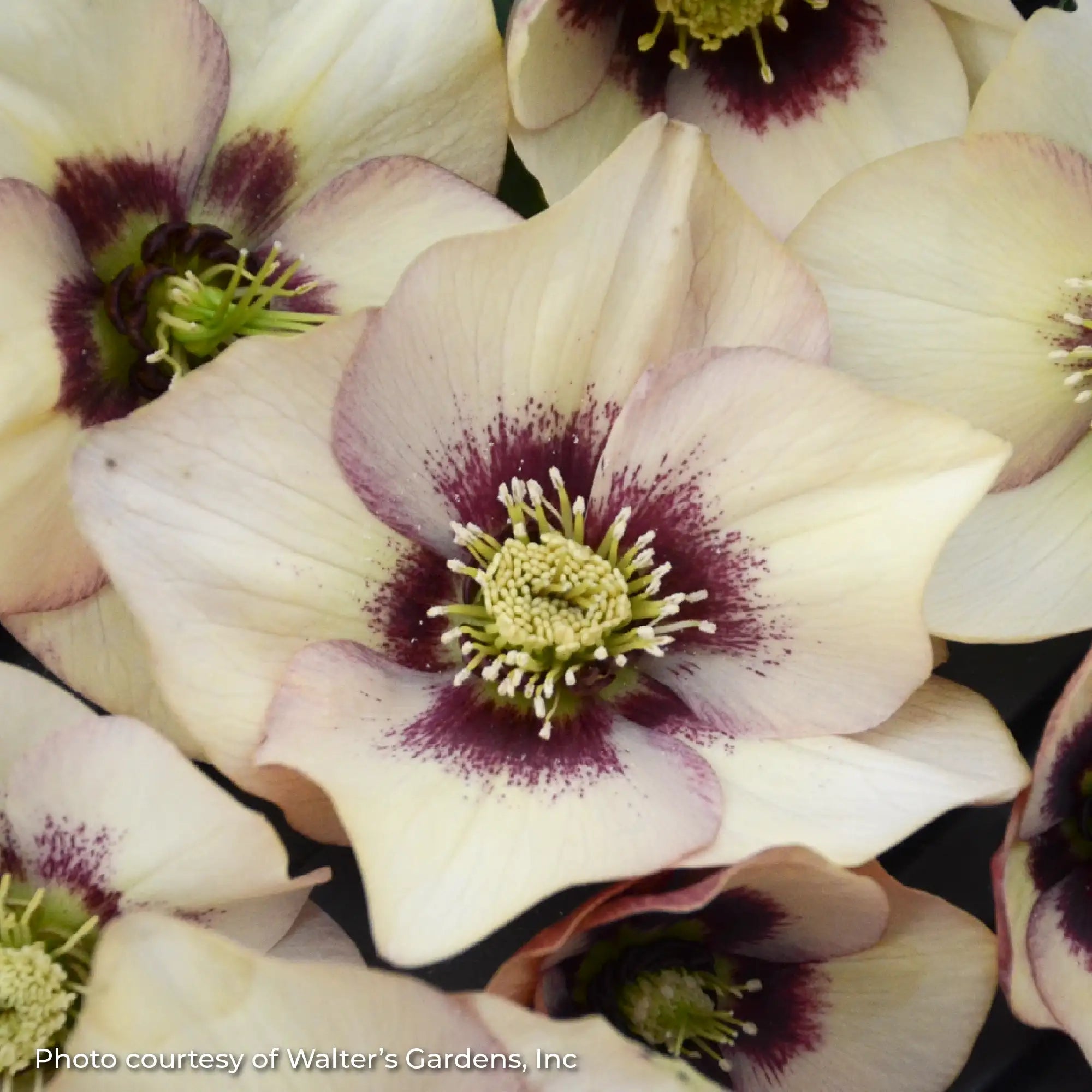 Lenten Rose Honeymoon® 'Sandy Shores'