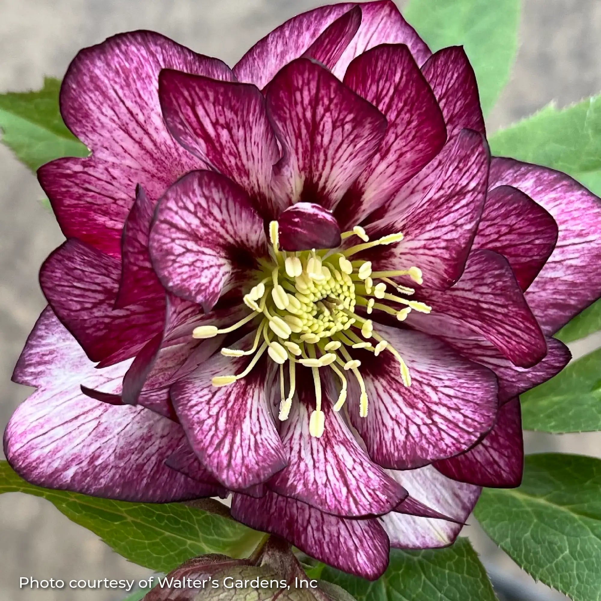 Lenten Rose Wedding Party® 'Whirlwind Romance'