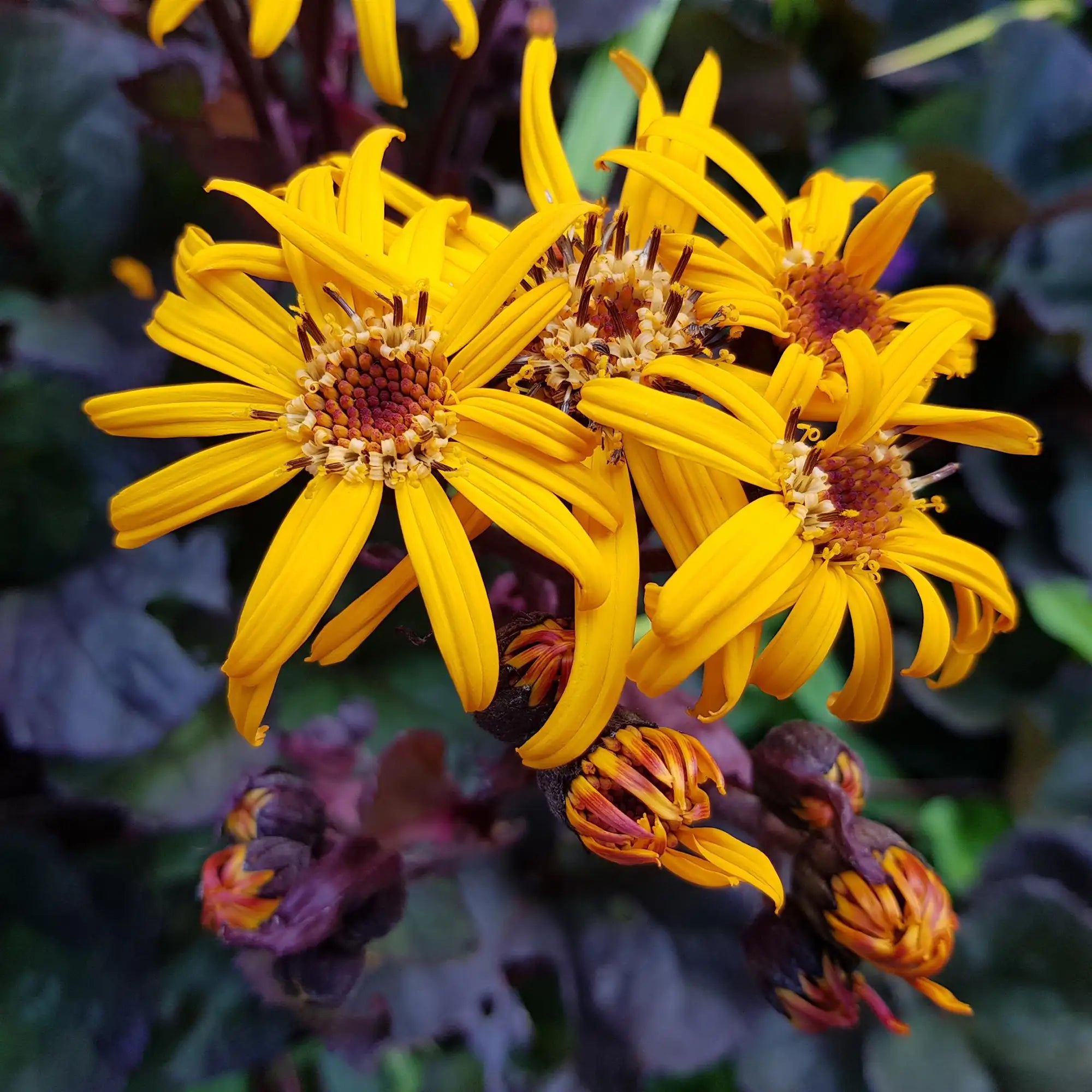 Leopard Plant 'Pandora'