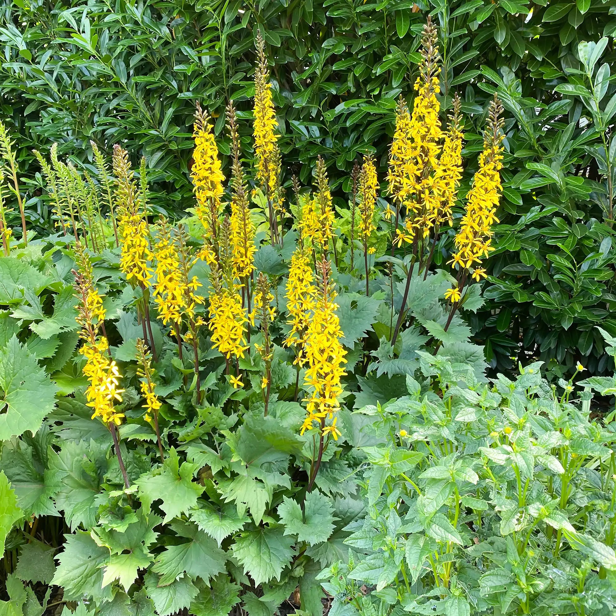 Yellow Leopard Plant in a garden.