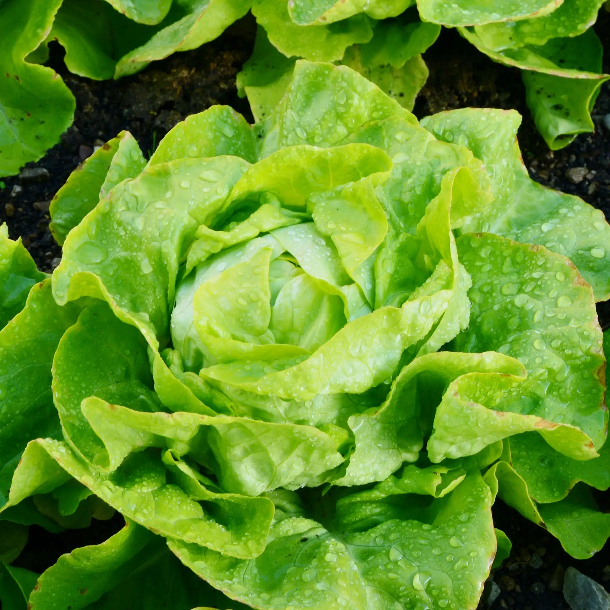 Lettuce Butterhead 'Milagro'