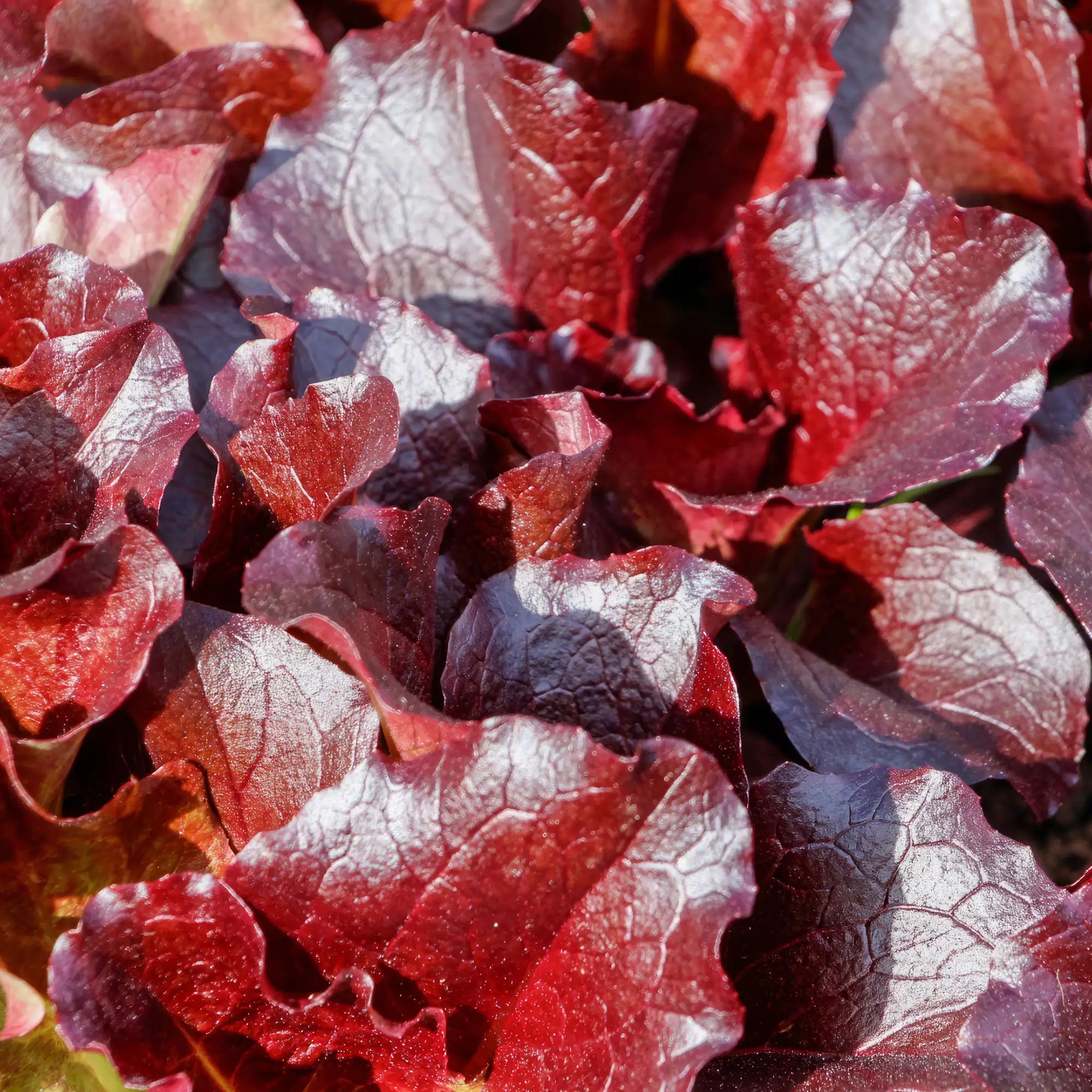 Lettuce Loose-Leaf Red 'Cherokee'