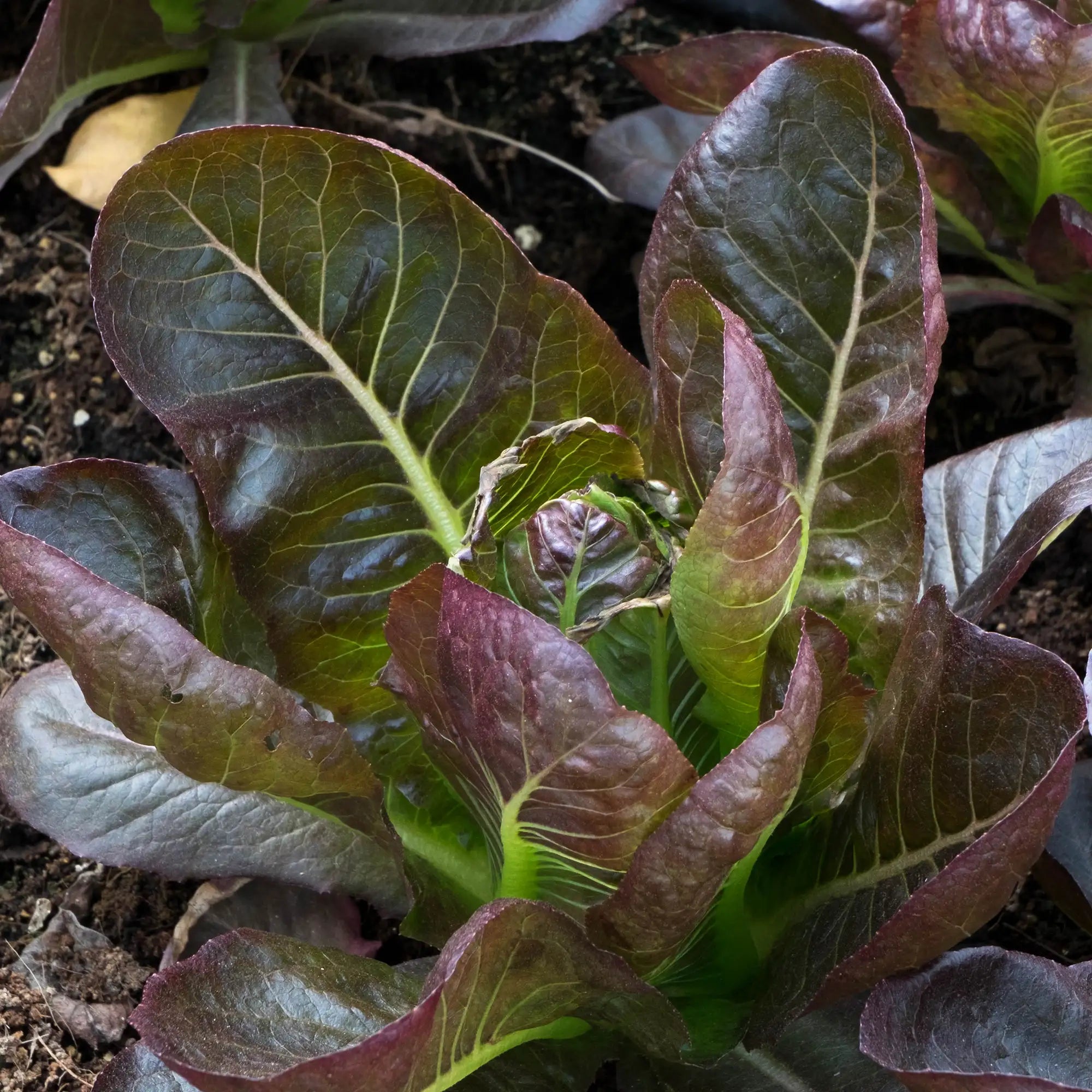 Lettuce Romaine Red