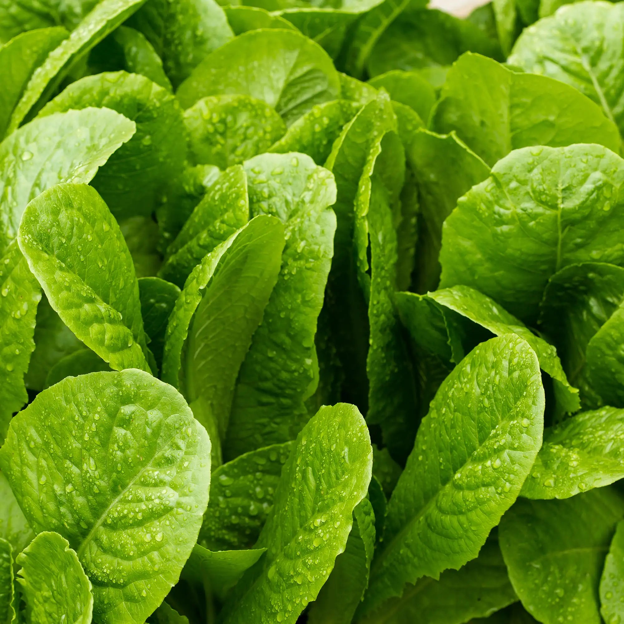 Lettuce Romaine Green