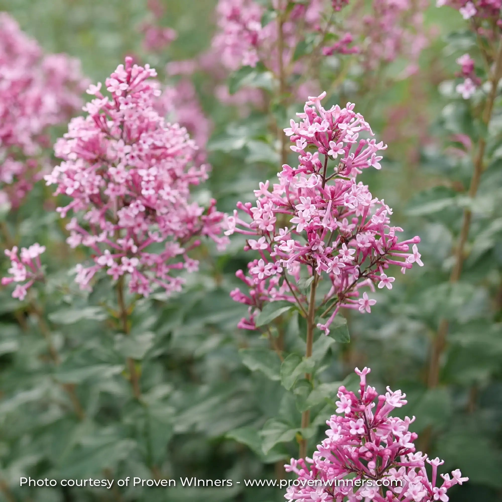 Lilac 'Bloomerang Ballet®'
