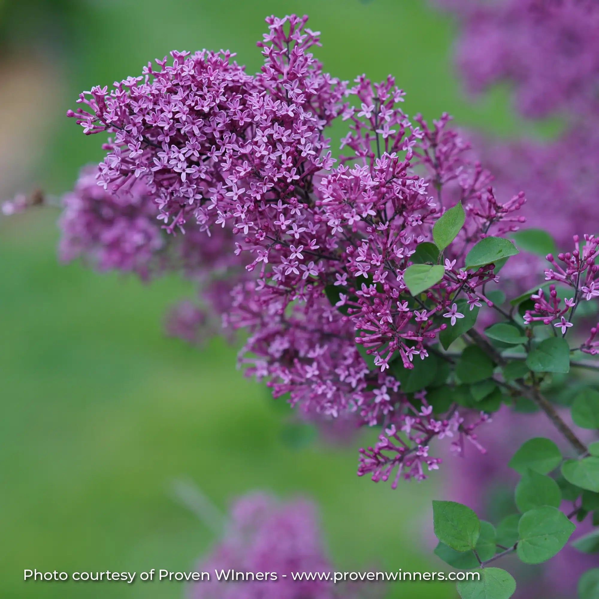 Lilac 'Bloomerang® Dark Purple'