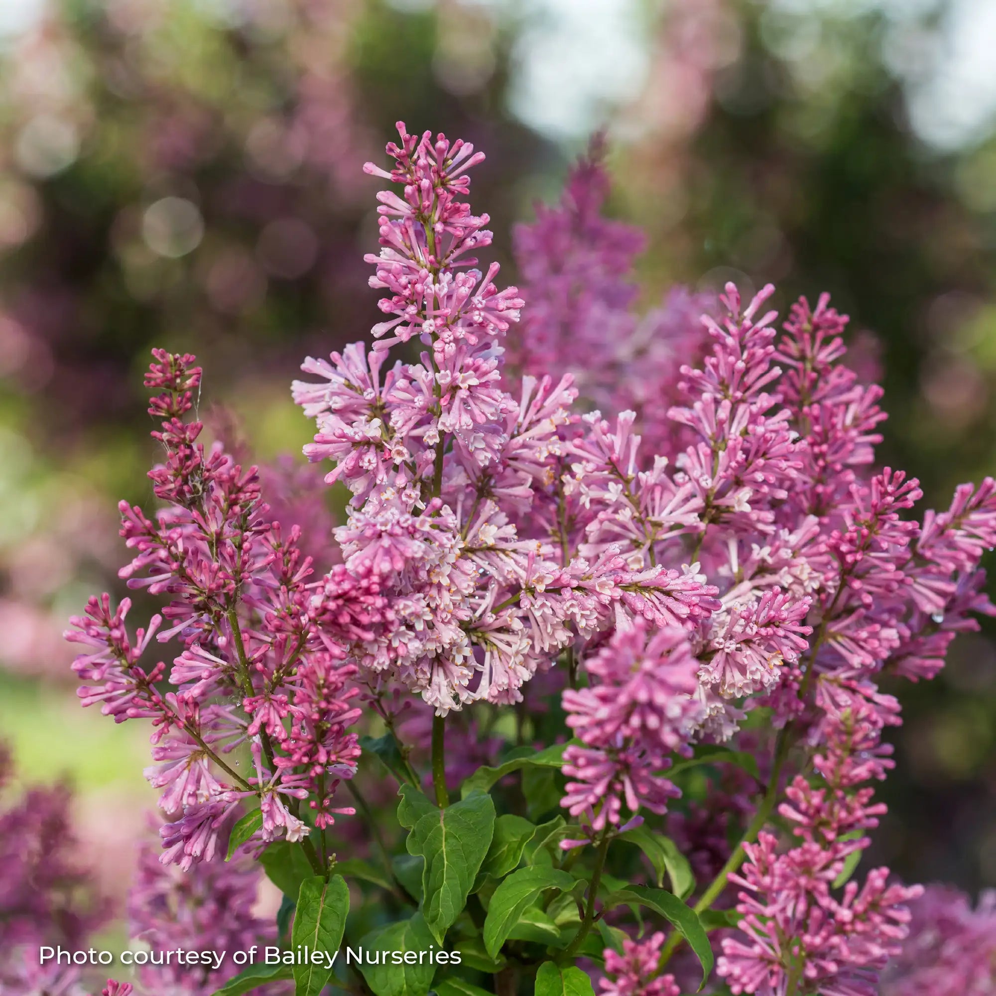Lilac 'Pinktini™'