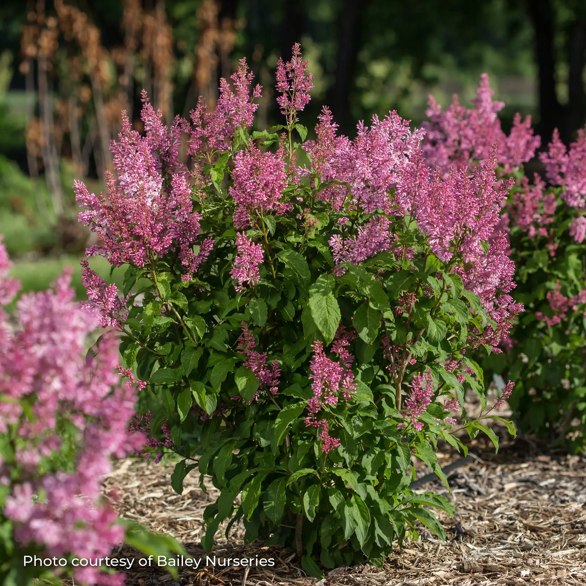 Lilac 'Pinktini™'