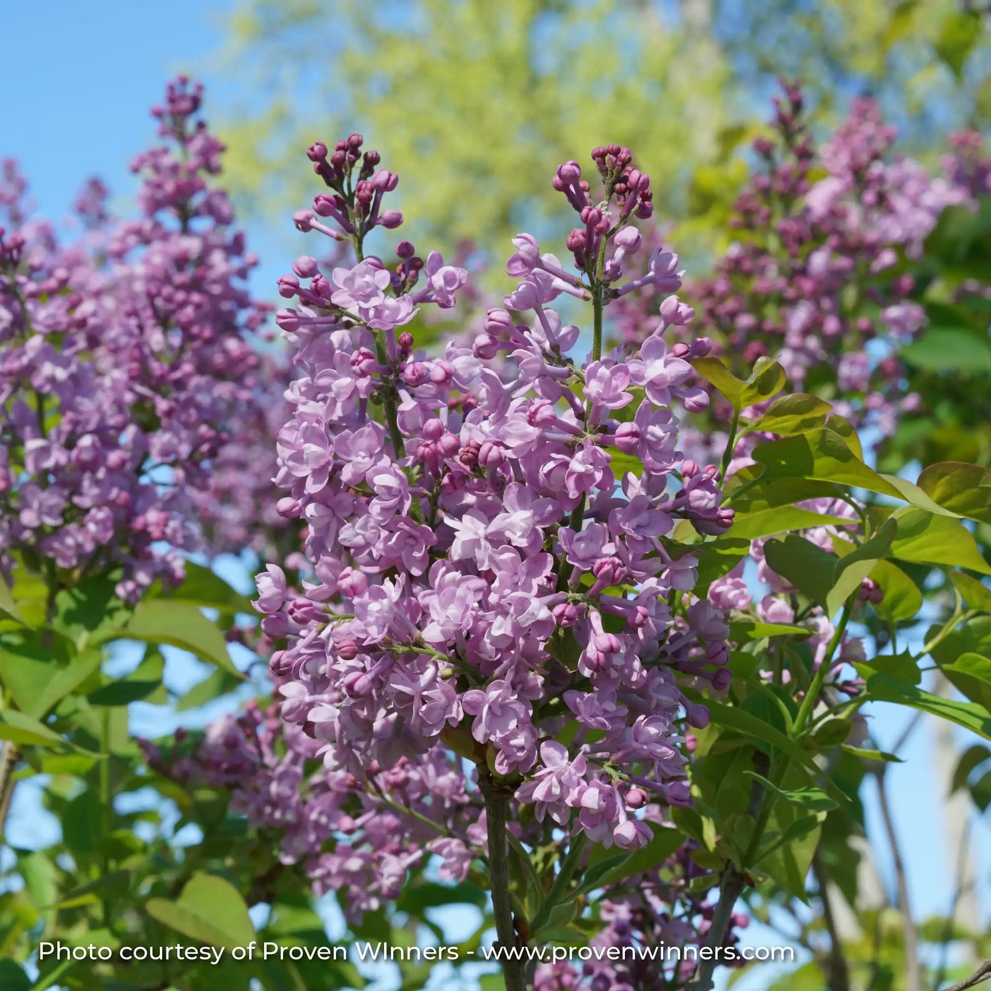 Lilac 'Scentara® Double Blue'
