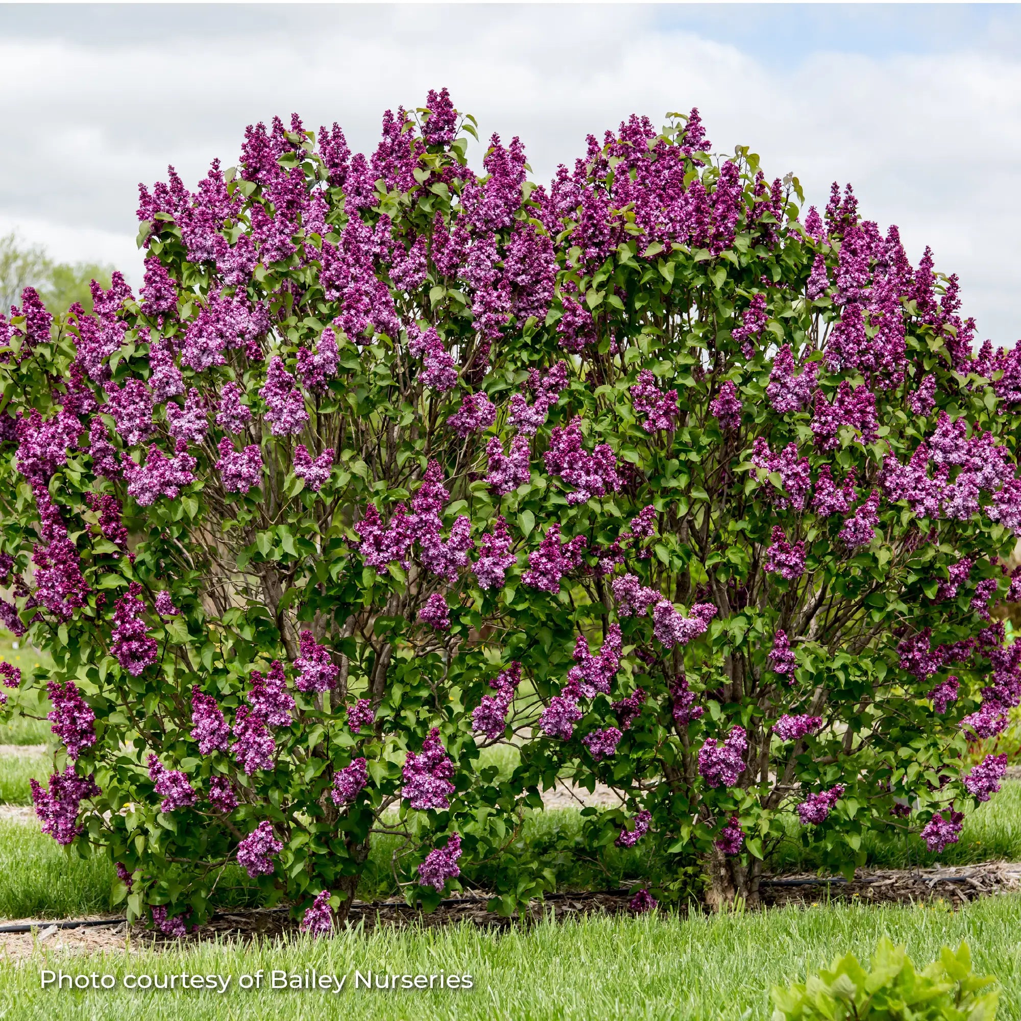 Lilac 'Virtual Violet®'