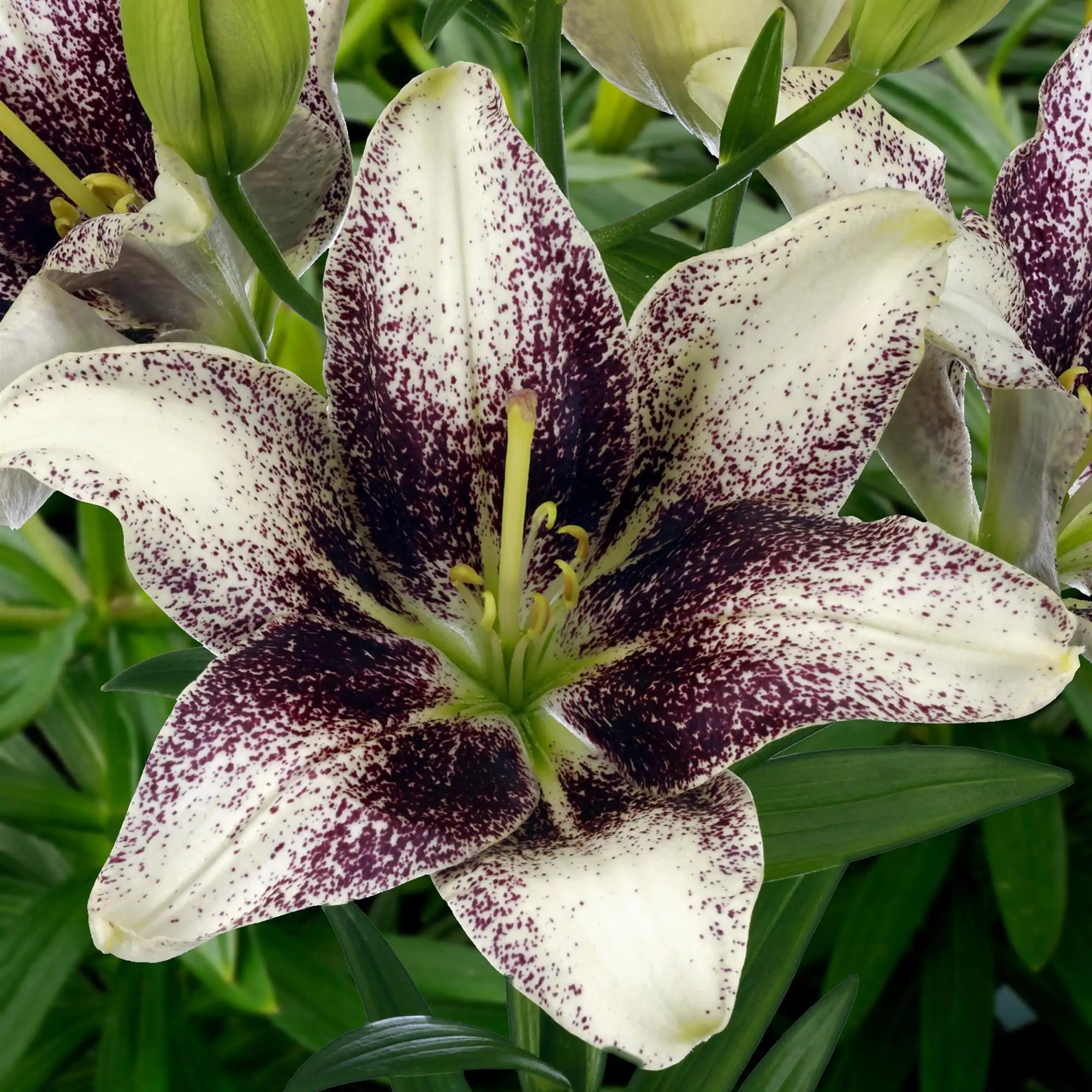 hyb asiatic lily Lily Asiatic Hybrid 'Easy Spot' – Vandermeer Nursery Ltd
