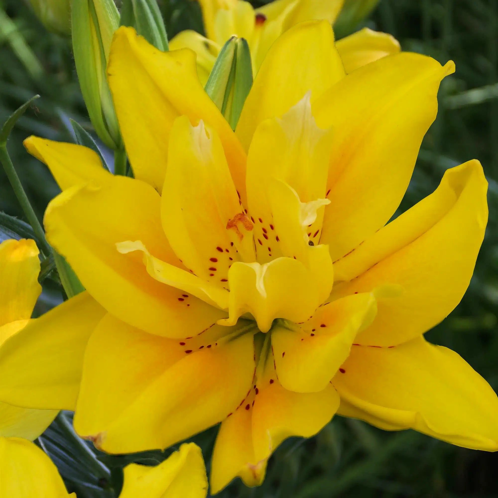Lily Double Asiatic Hybrid 'Fata Morgana'