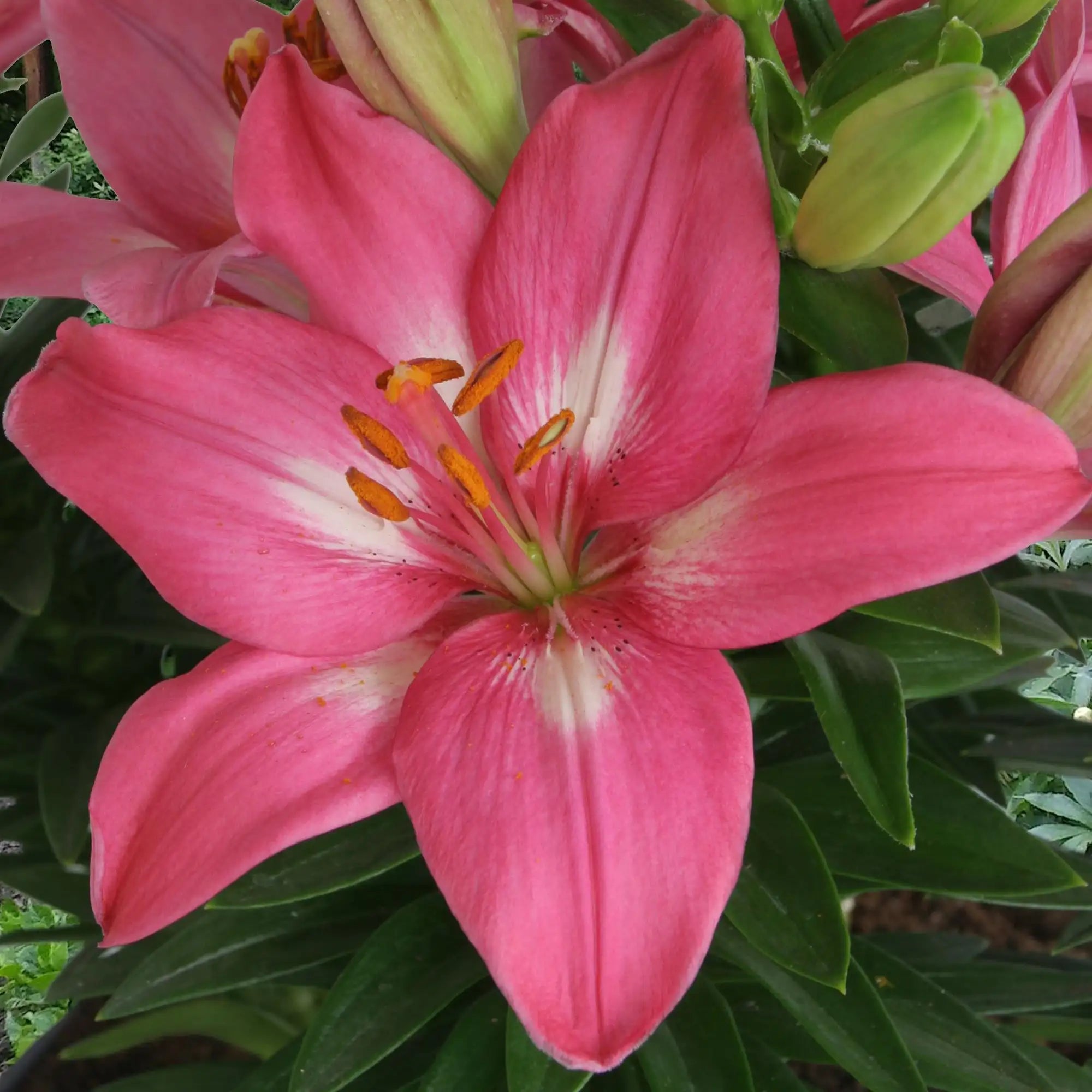 Lily Asiatic Hybrid 'Rozalynn'