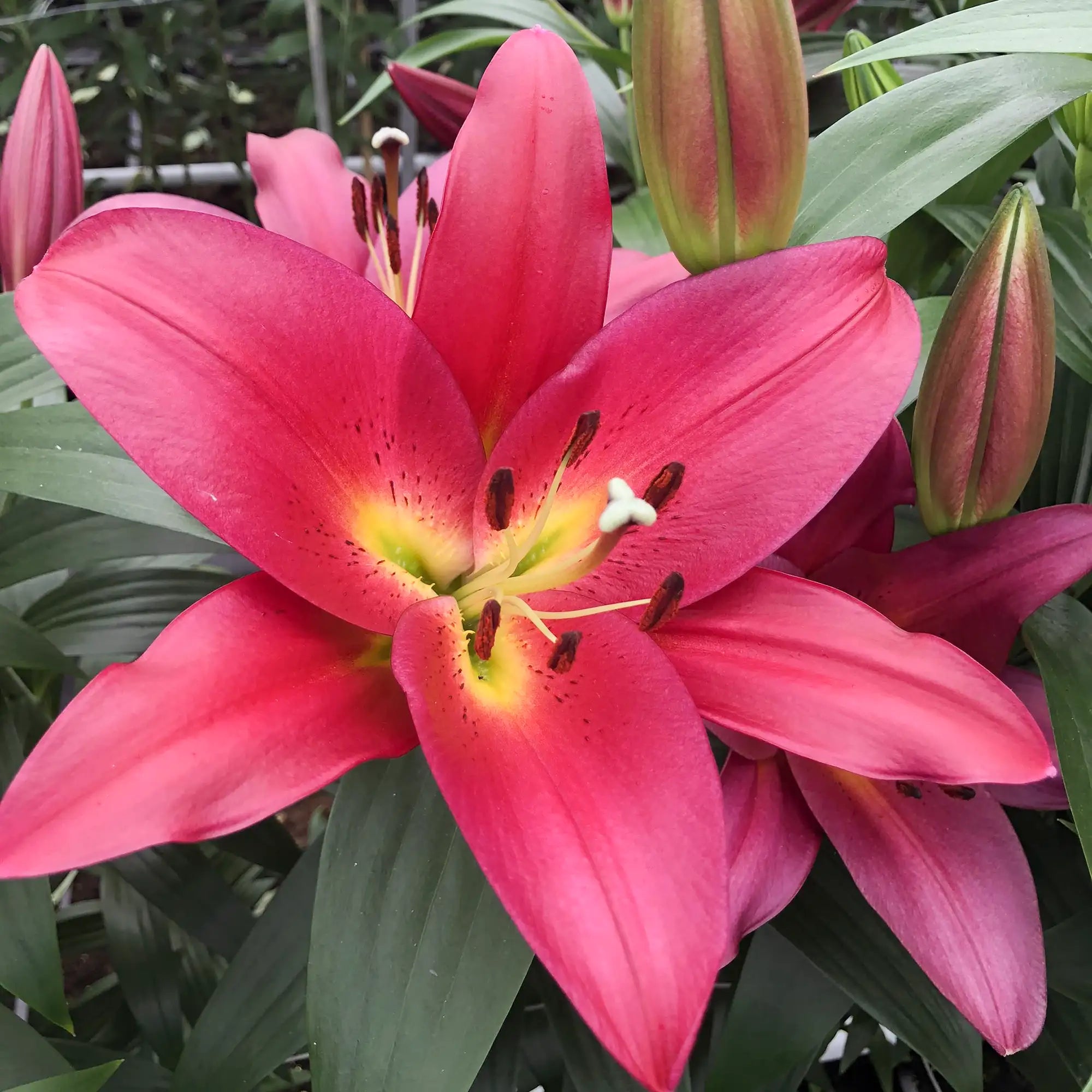 Lily OT Hybrid 'Touchstone'