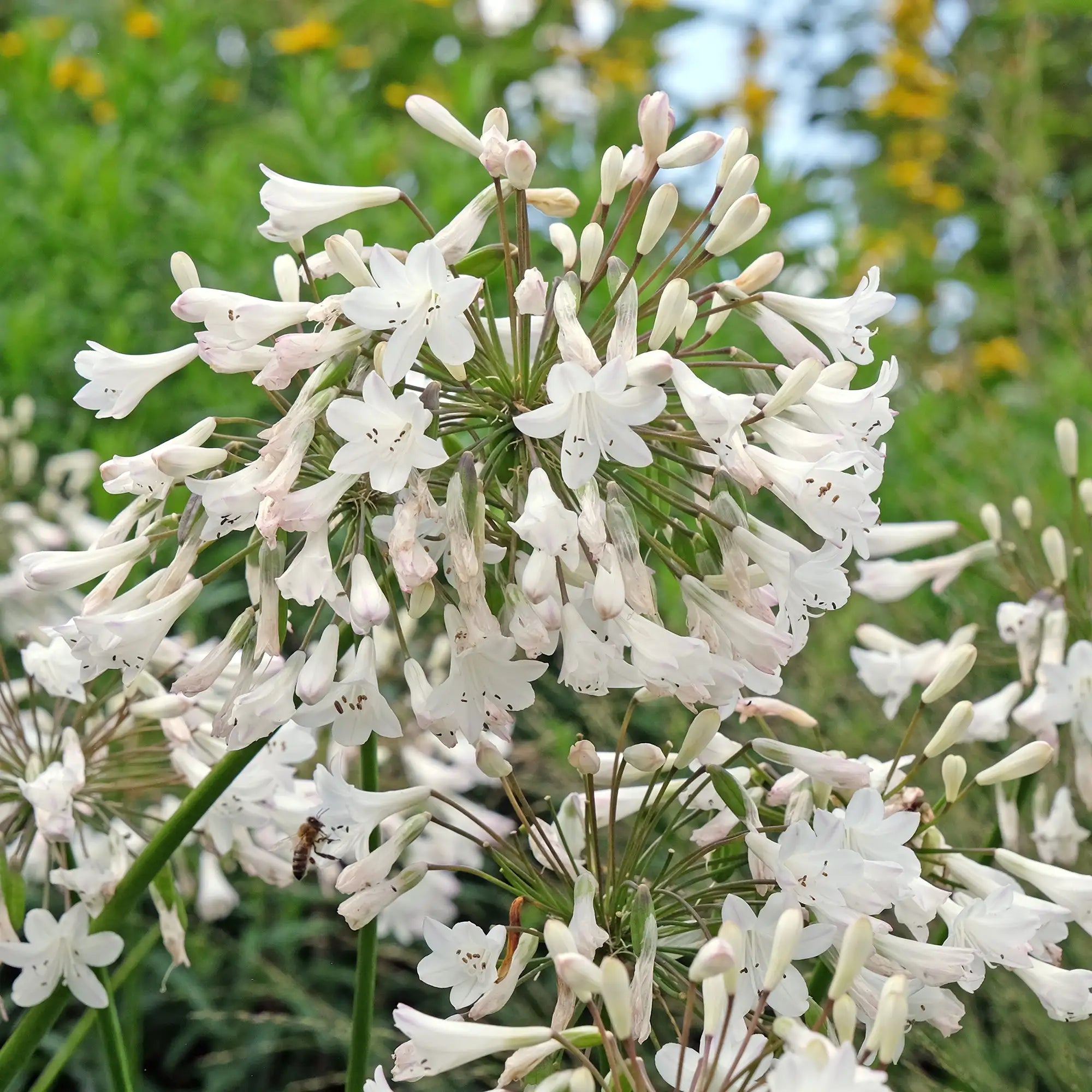 Lily of the Nile with white flowers