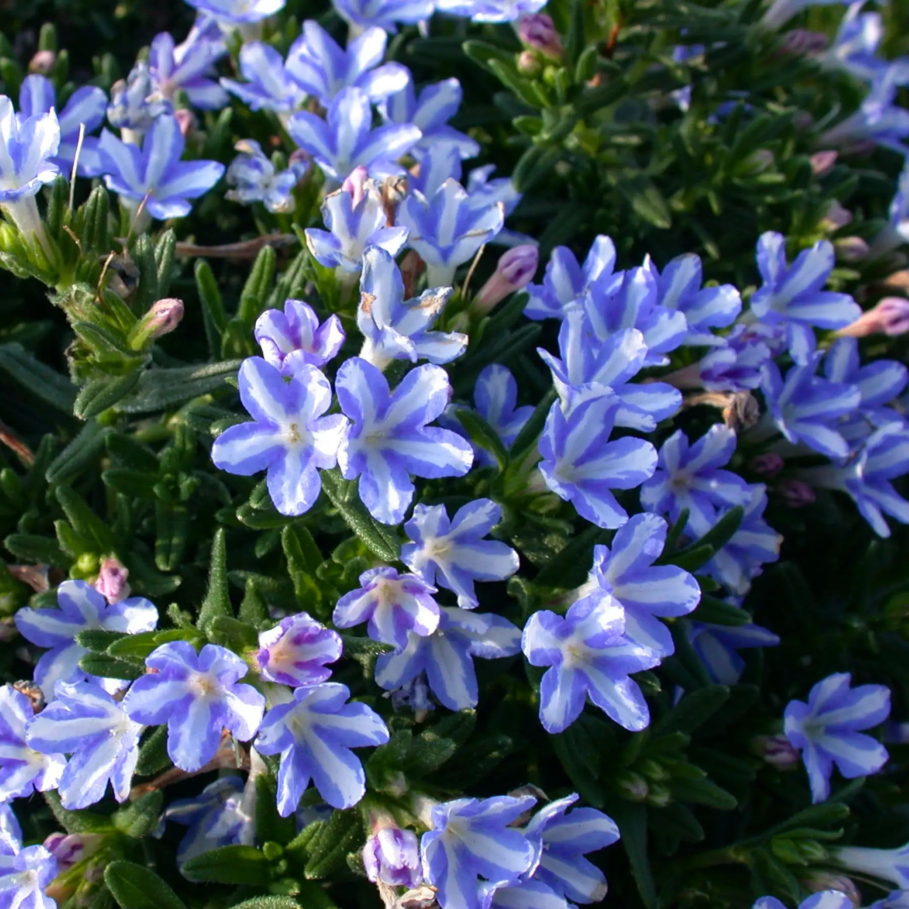 Lithodora 'White Star'