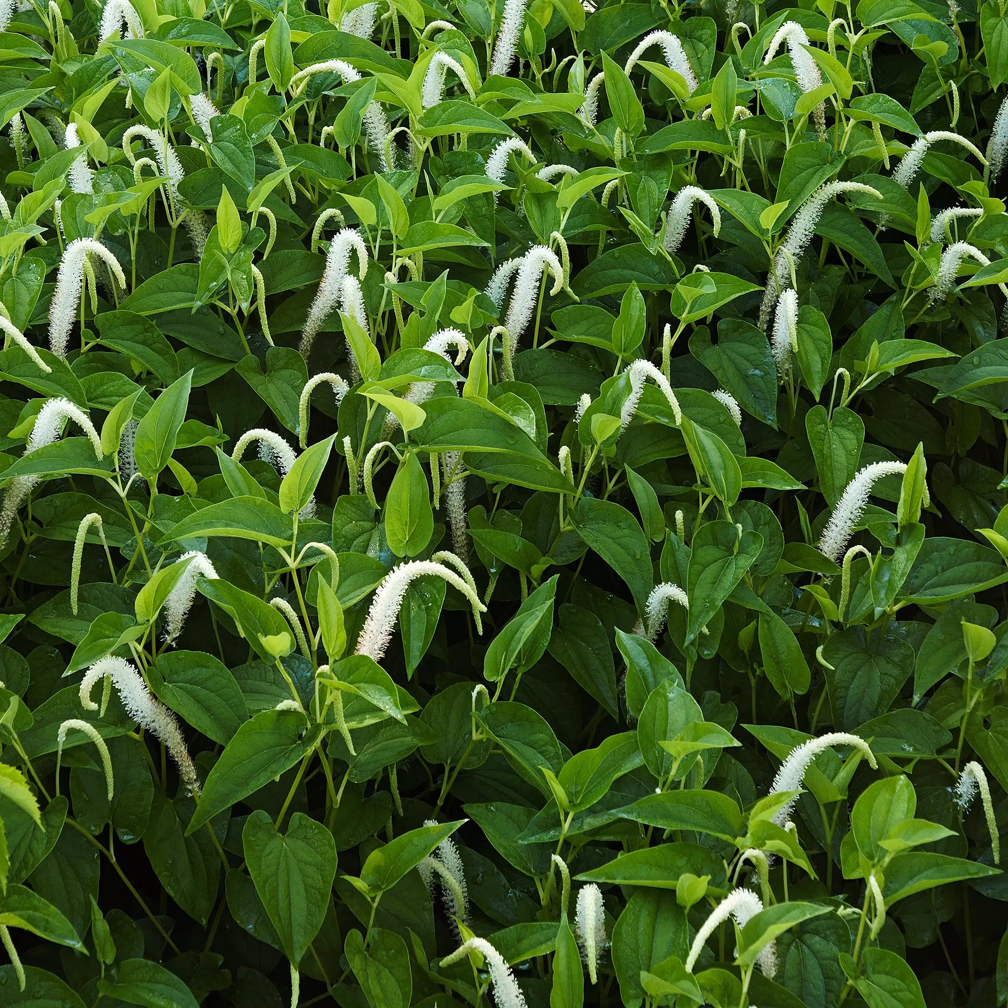 Lizards Tail multiple white flowers and green leaves