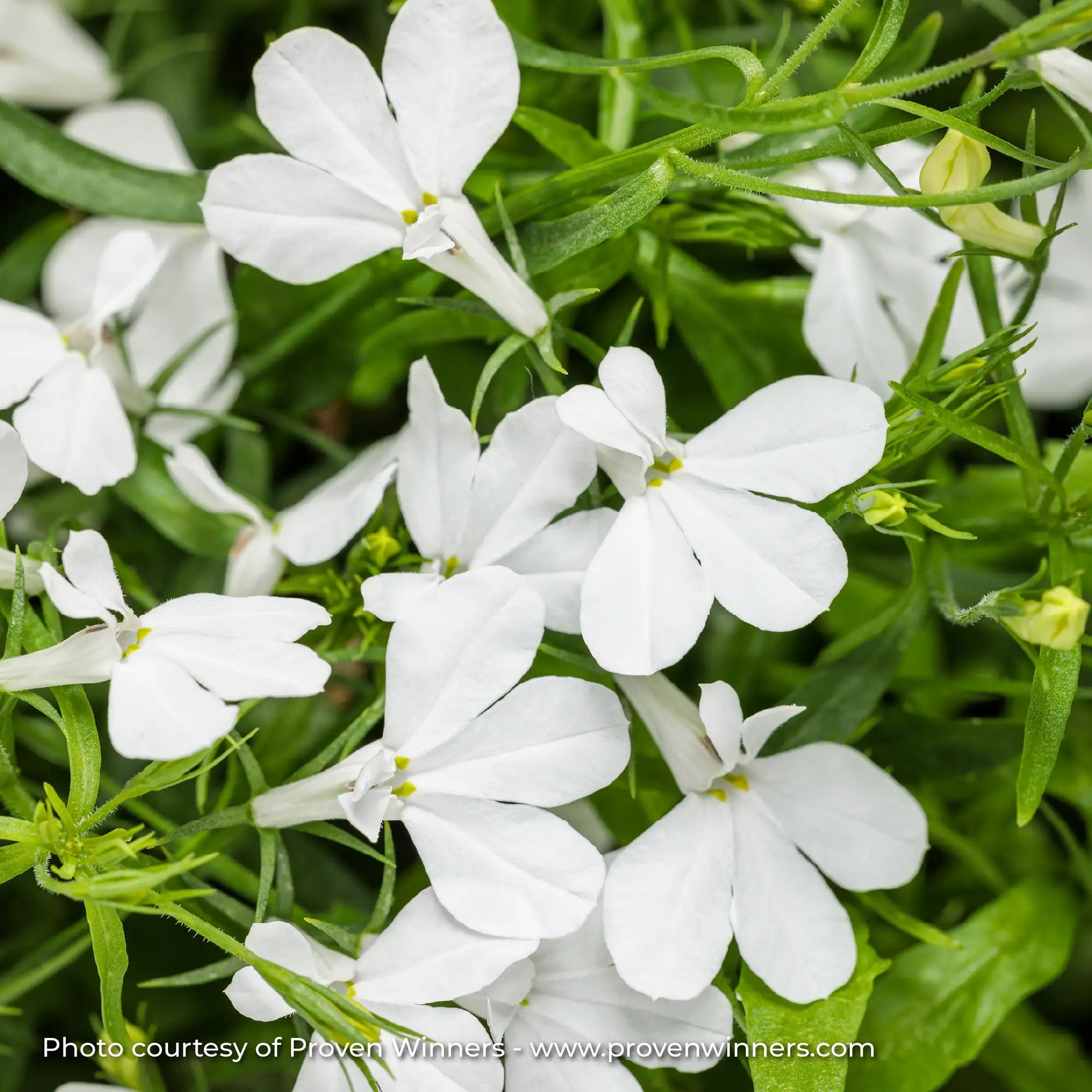Lobelia 'Laguna® Cloud White™'