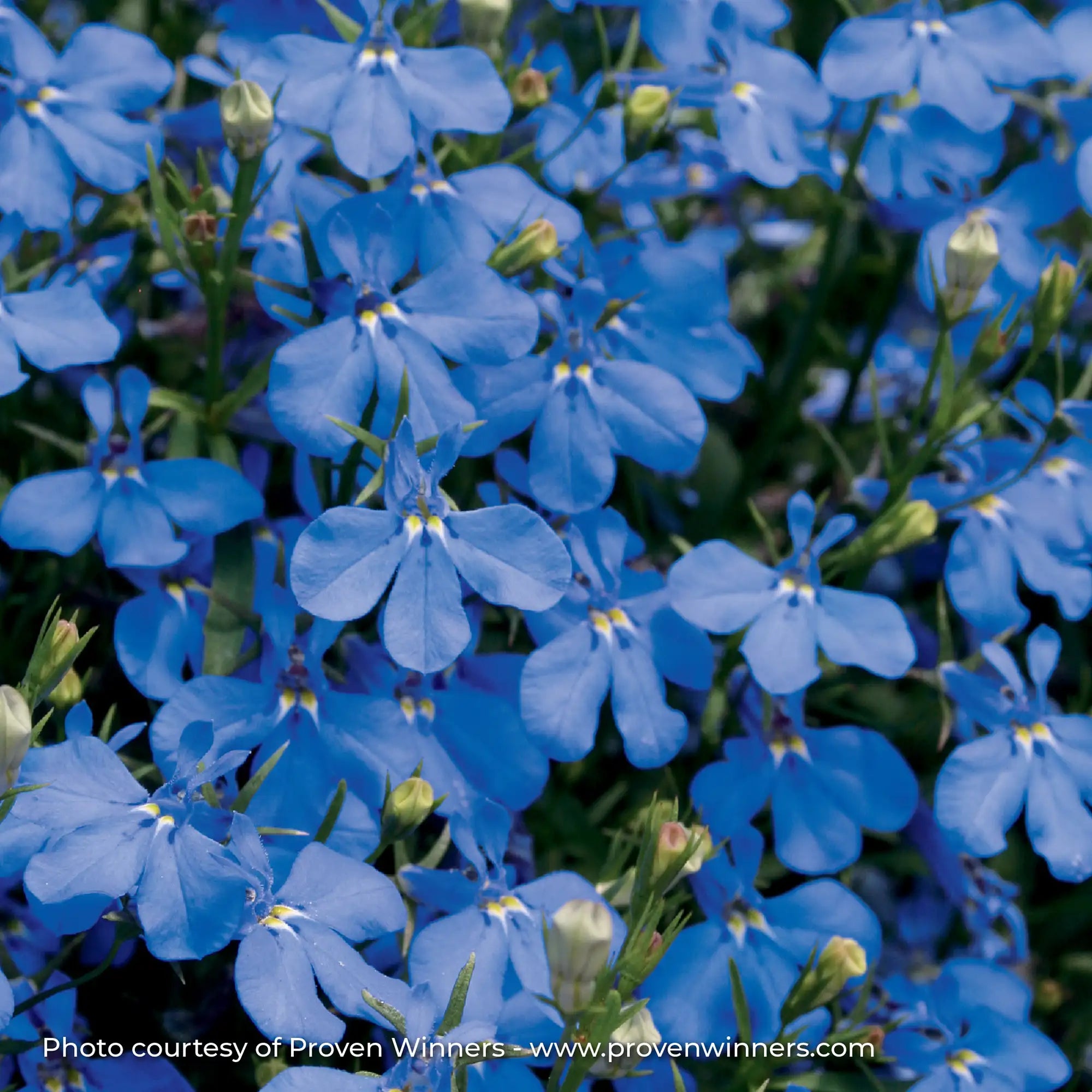 Lobelia 'Laguna® Dark Blue'