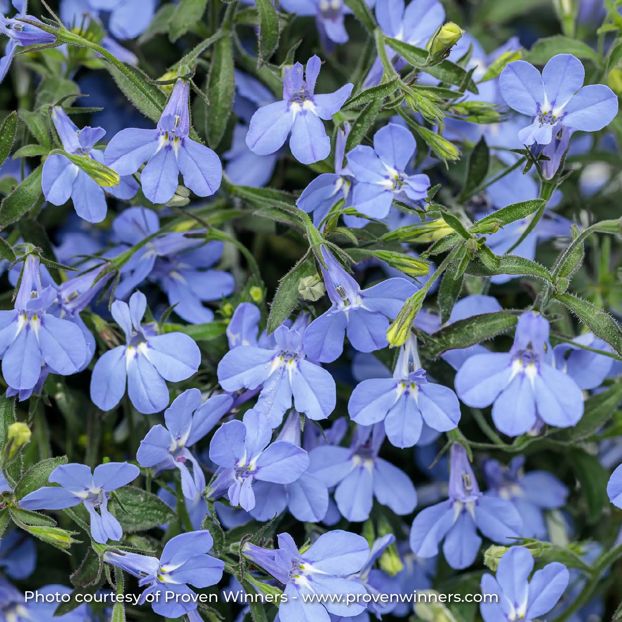 Lobelia 'Laguna® Sky Blue'