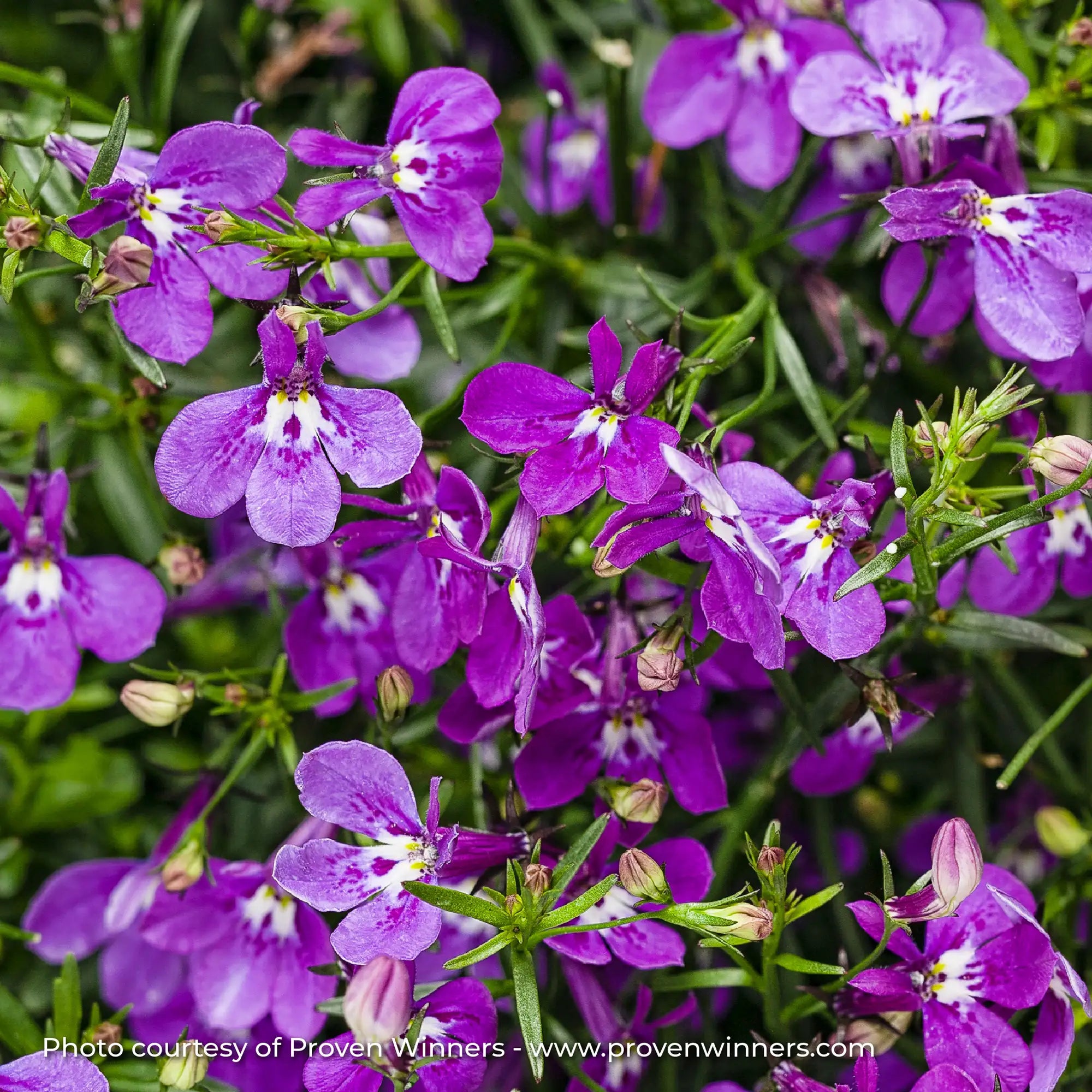 Lobelia 'Laguna® Ultraviolet™'