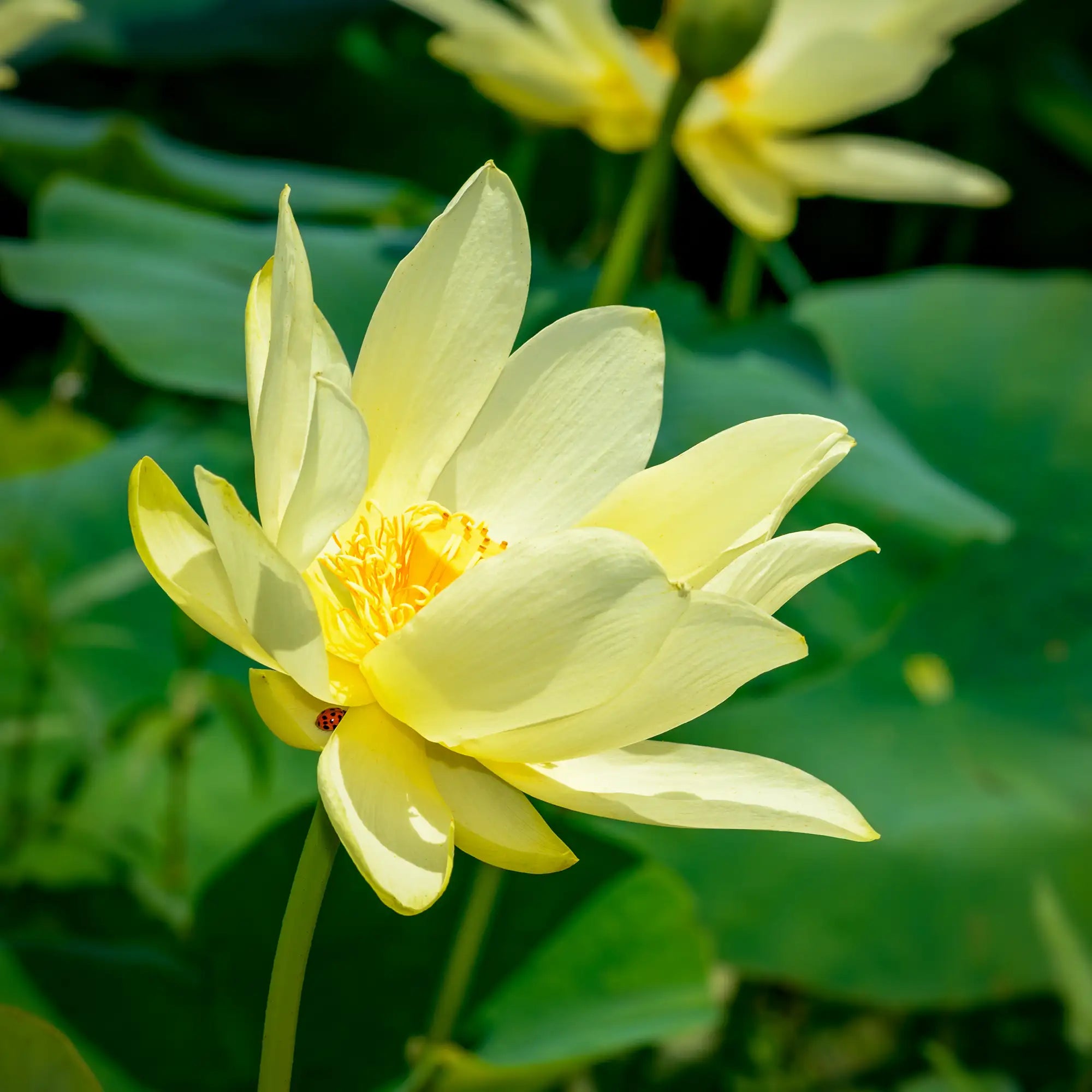 American Lotus Nelumbo lutea with a yellow flower