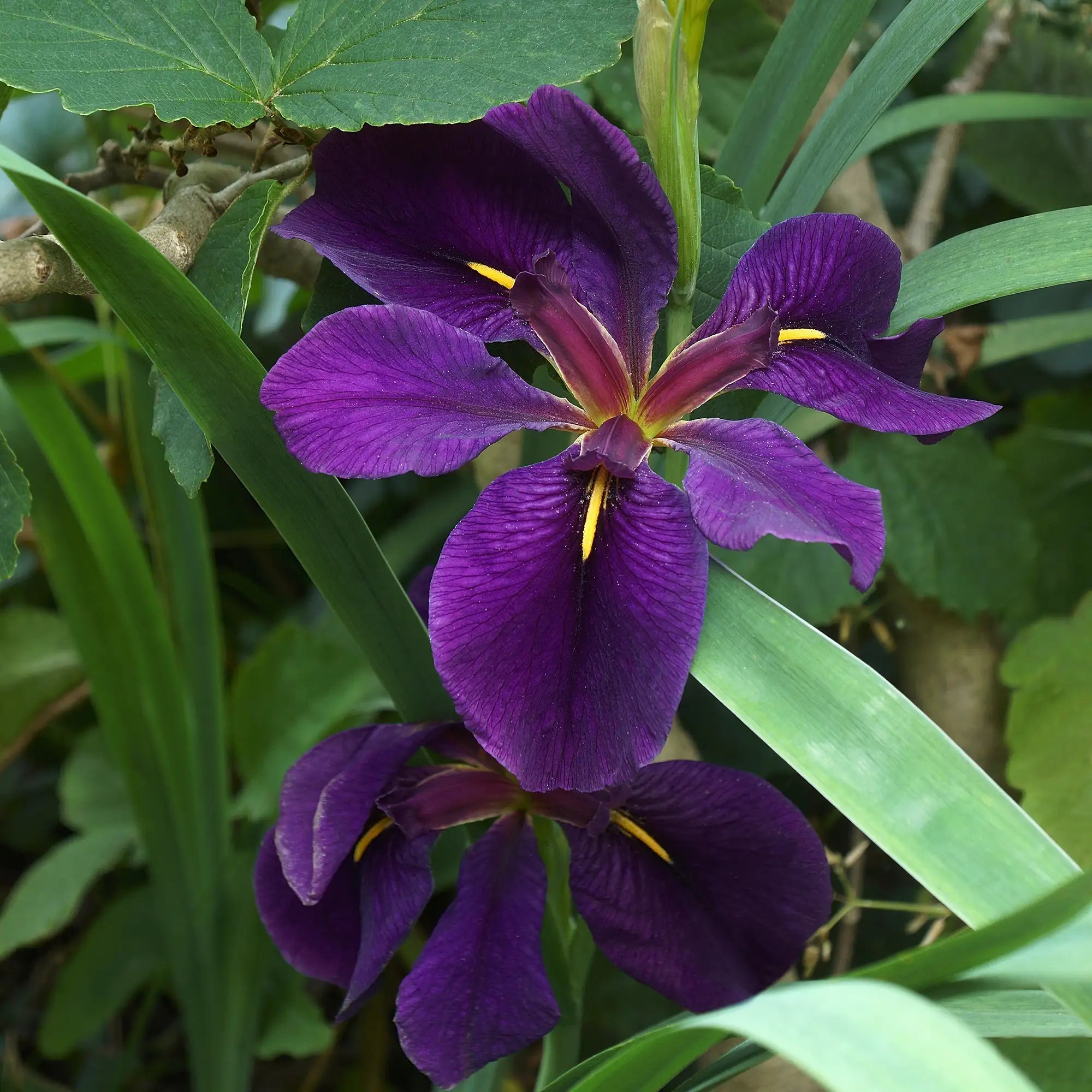 Black Gamecock Iris with deep purple flowers