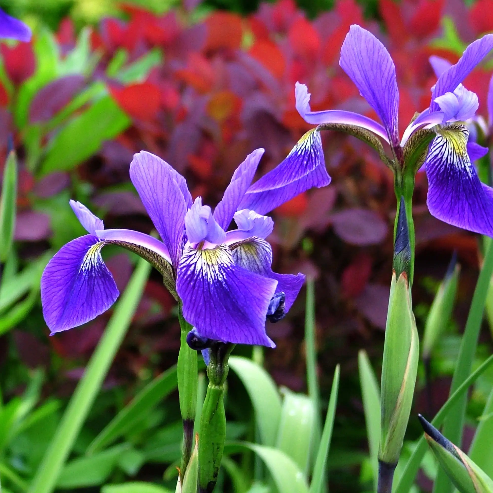 Gerald Darby Louisiana Iris with purple flowers