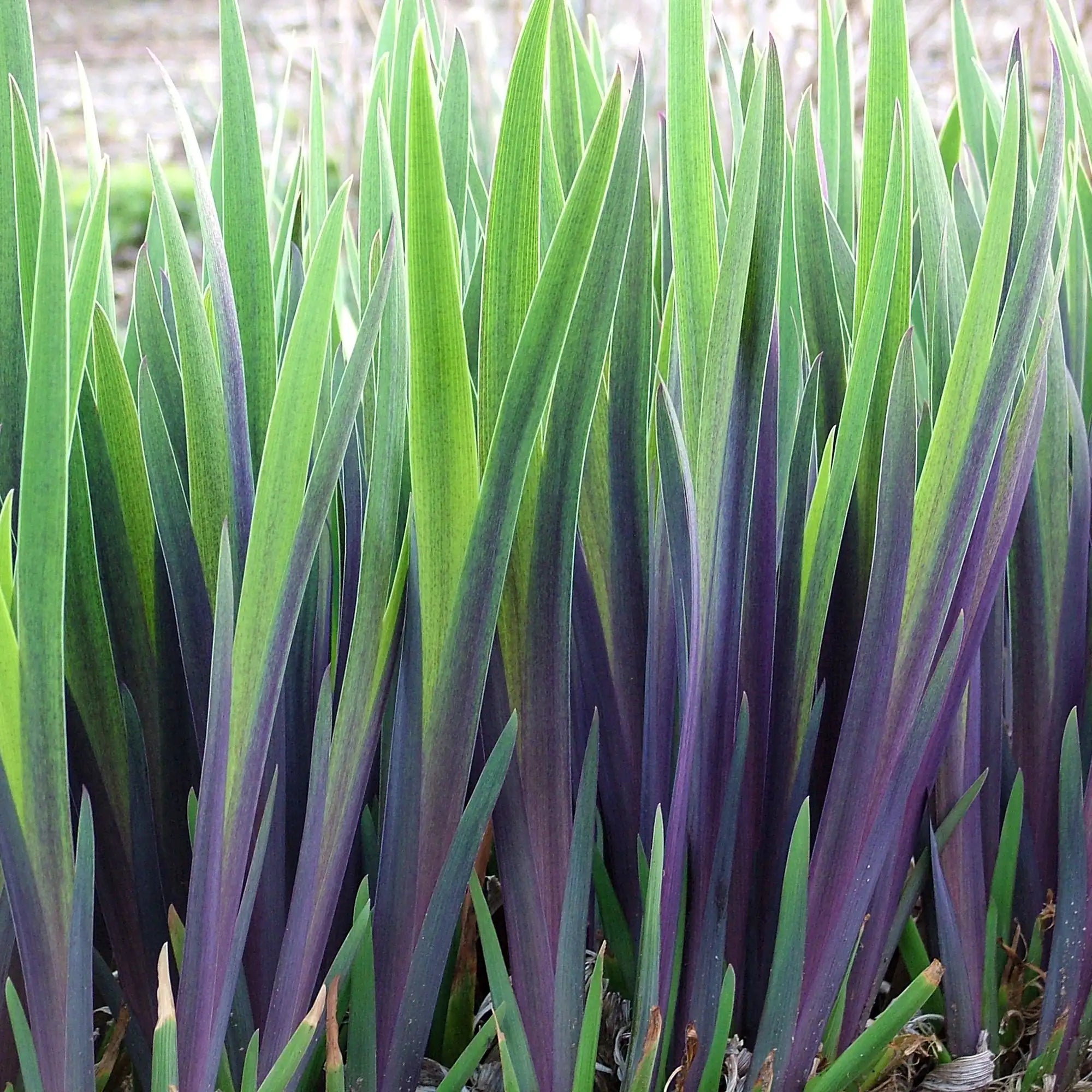 Gerald Darby Iris with purple and green foliage