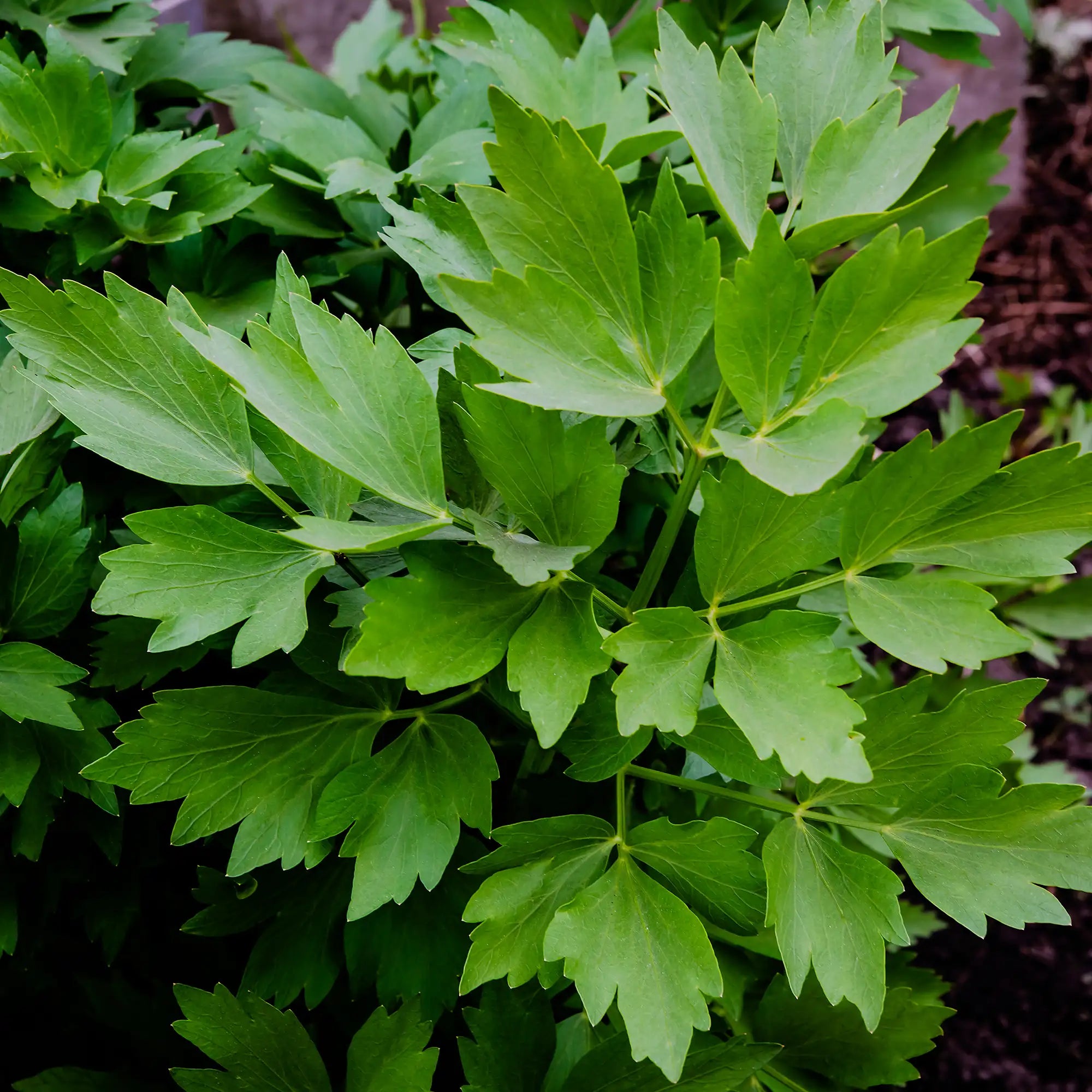 Close-up of green lovage leaves on plant in garden