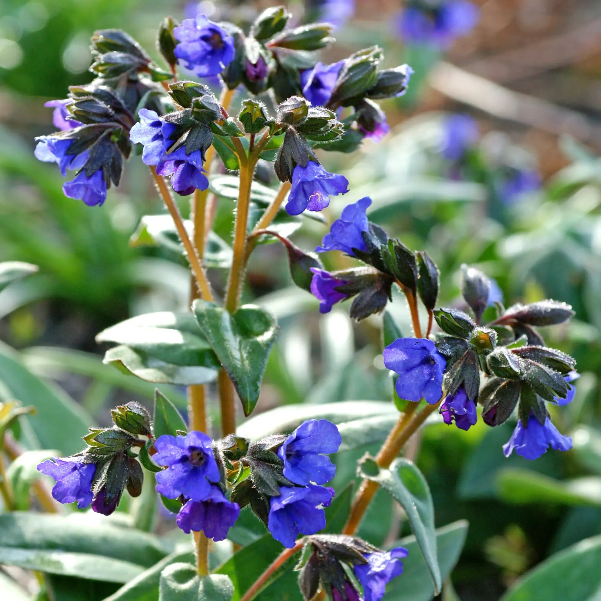 Close-up of Dark Blue Lungwort