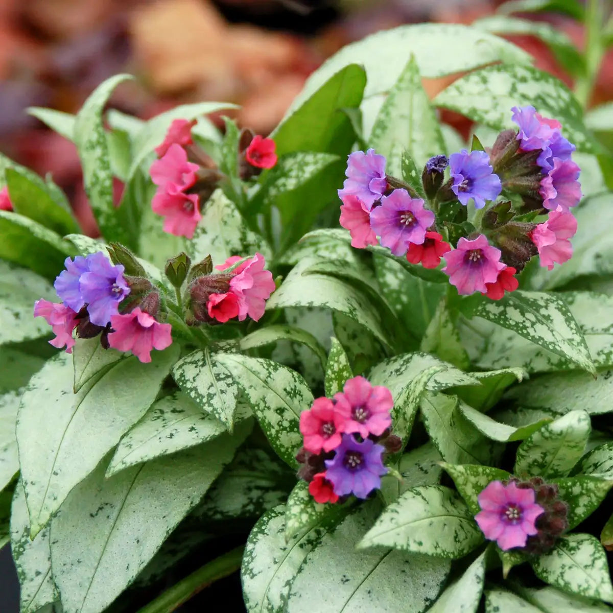 Lungwort 'Silver Bouquet'