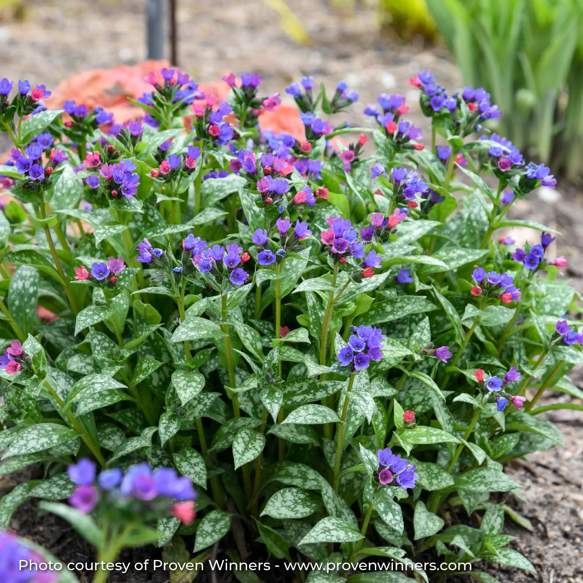 Dark Purple and Pink flowering Lungwort in a garden
