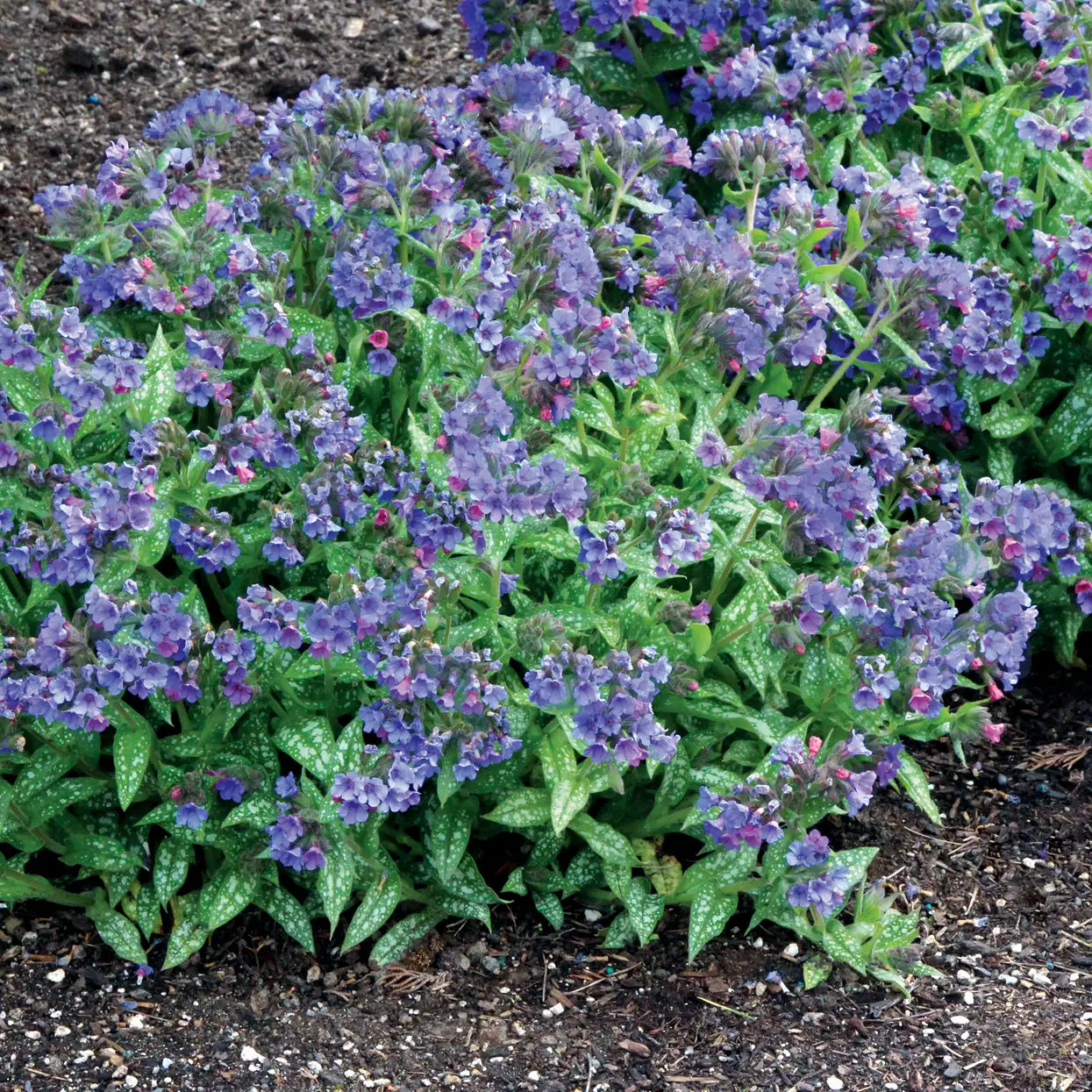 Lungwort 'Trevi Fountain'