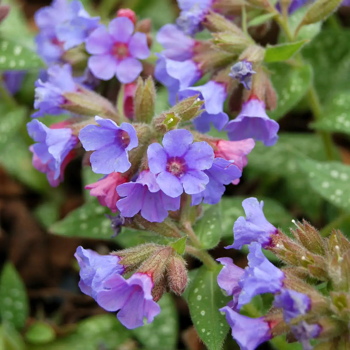 Lungwort 'Trevi Fountain'