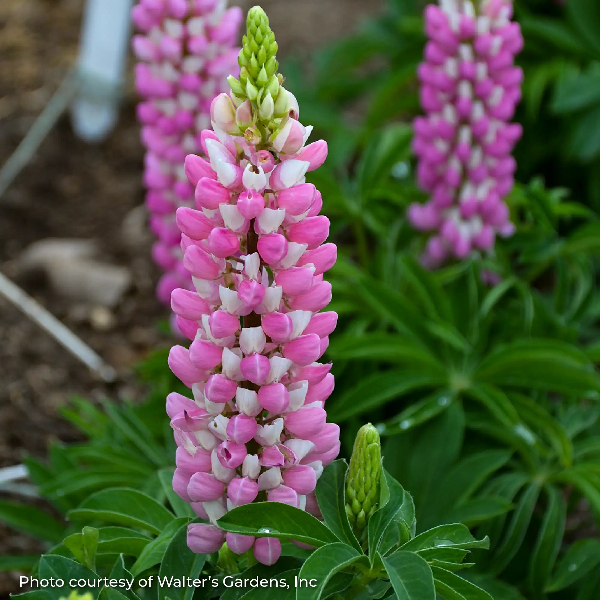 Lupine MINI GALLERY™ 'Pink Bicolor'