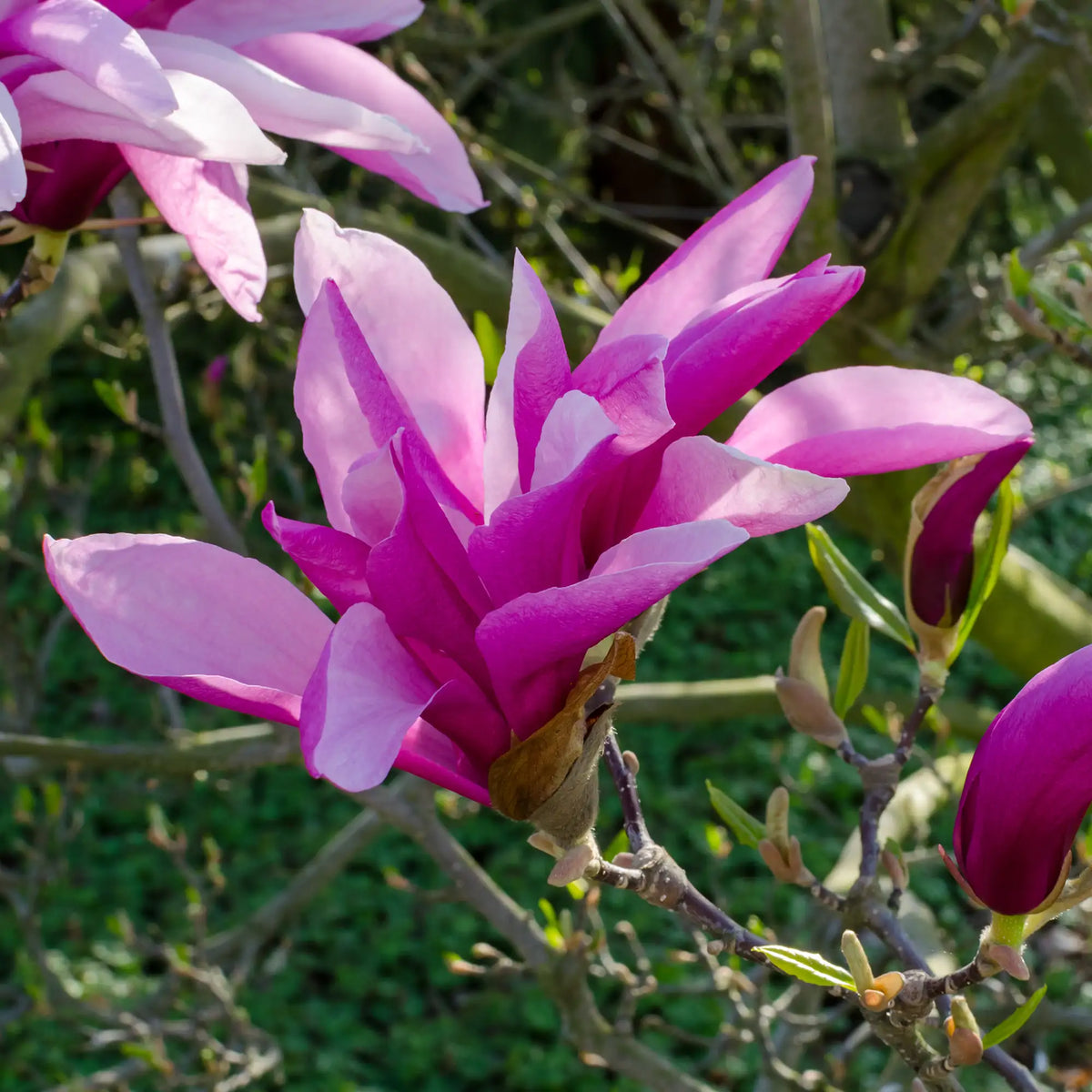 Magnolia 'Betty'